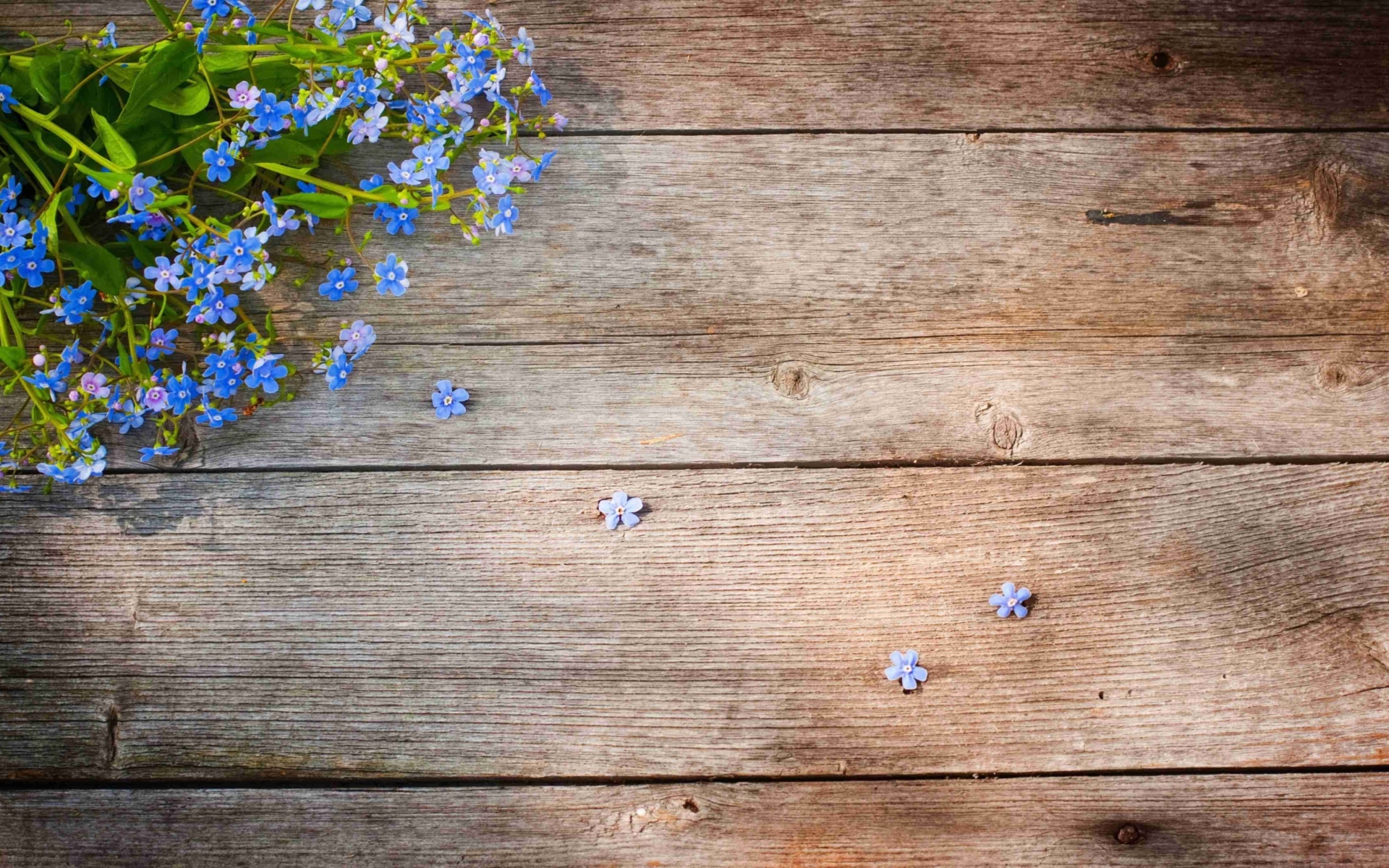 Голубые цветы незабудки на деревянном фоне