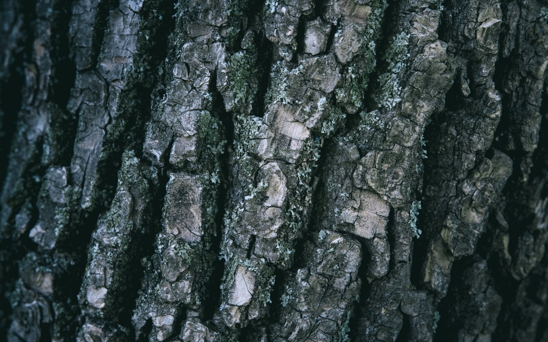 Старая кора дерева для фона