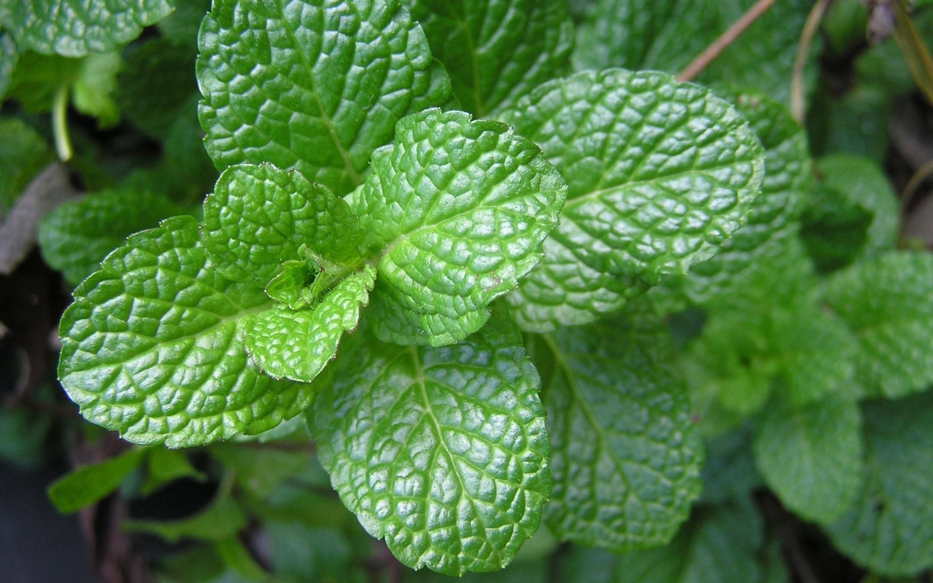 Ароматная свежая зеленая мята крупным планом