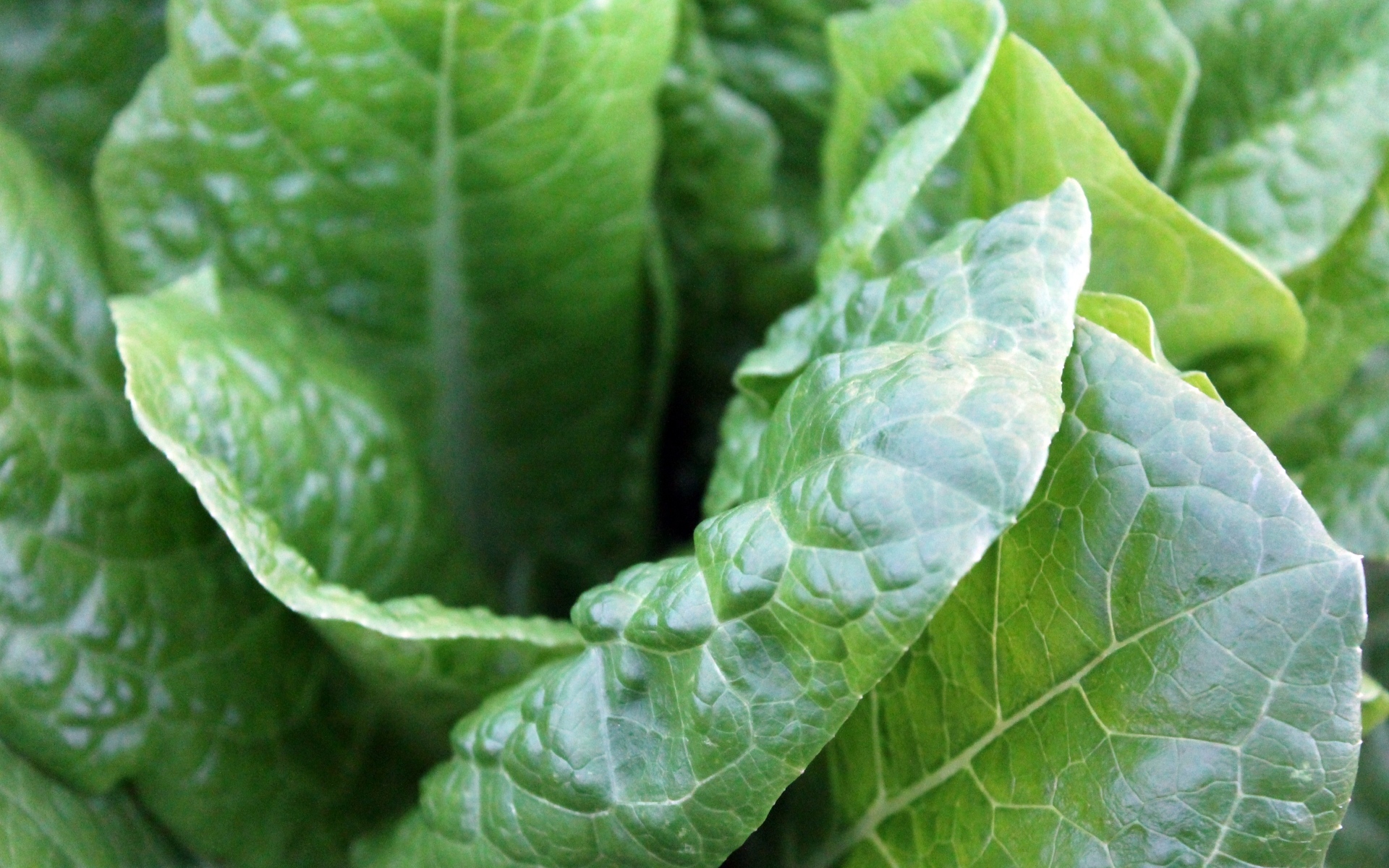 Зеленые листья растения крупным планом