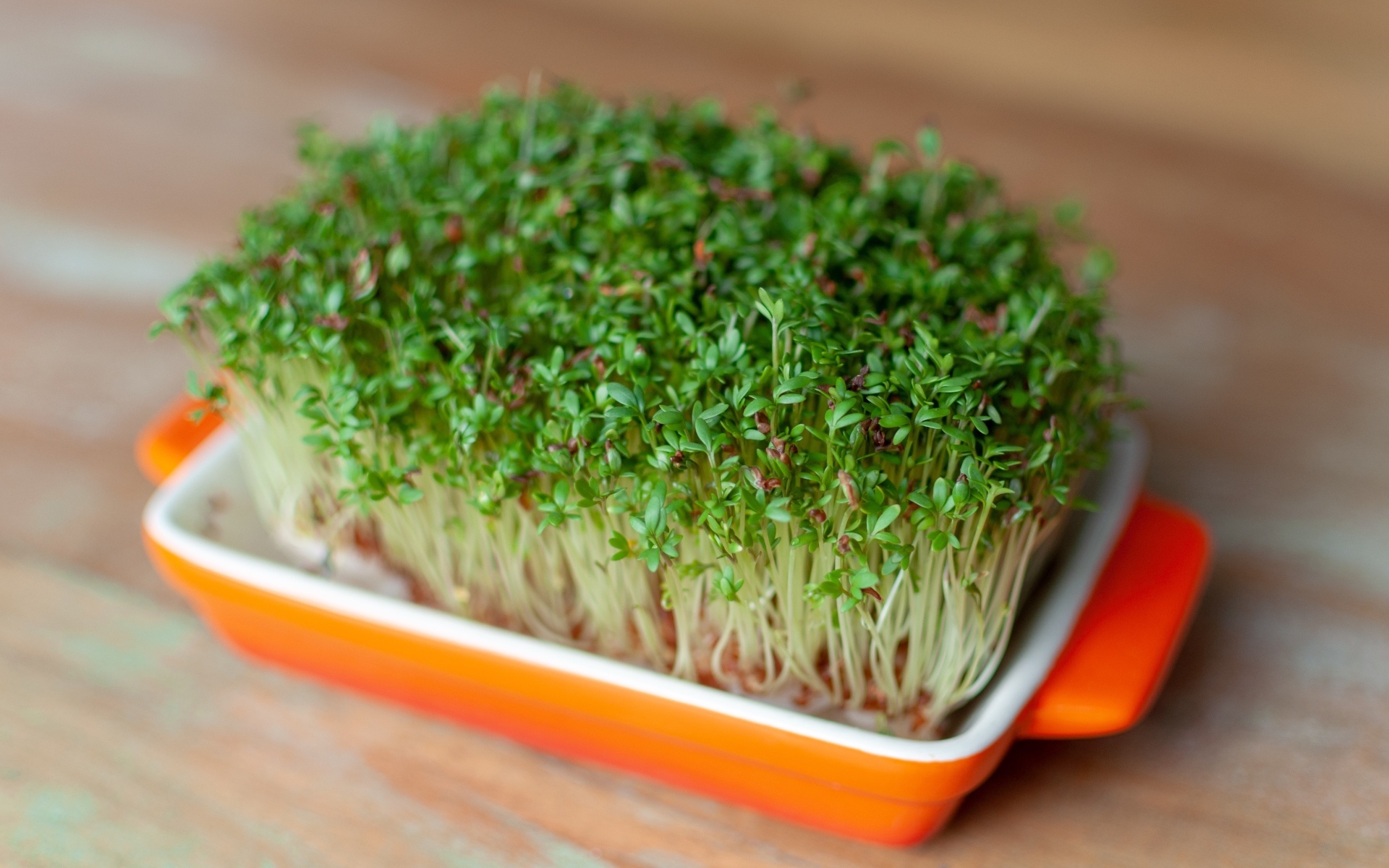 Кресс салат в посуде на столе