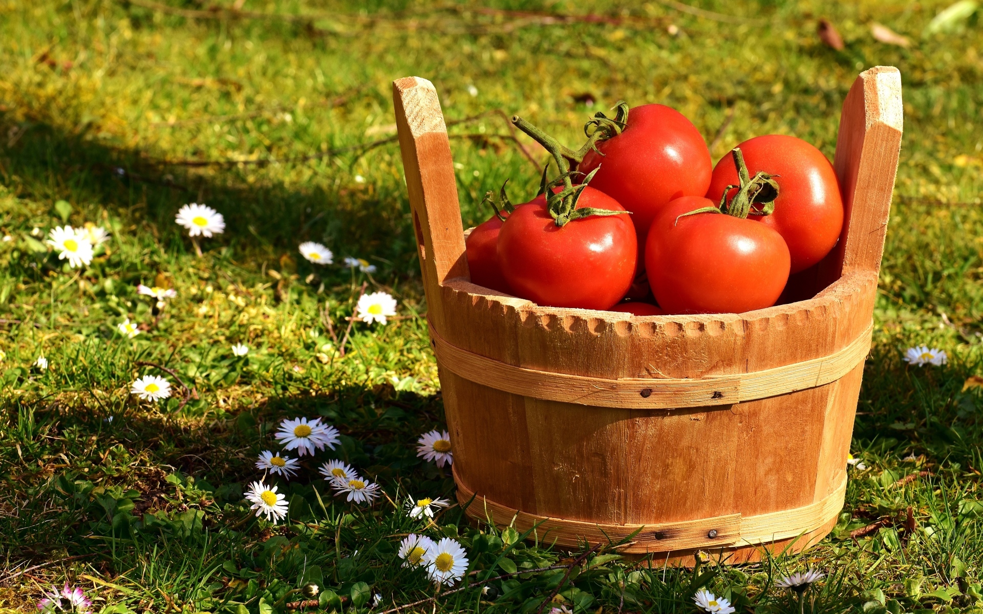 Деревянное ведро с красными помидорами на траве