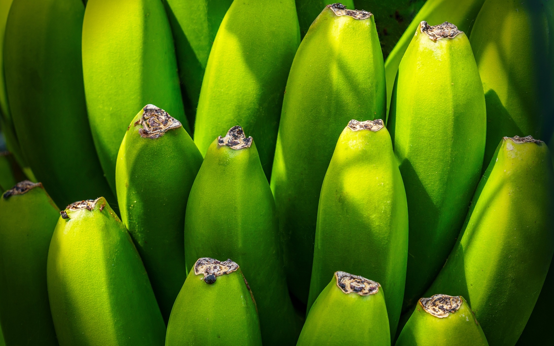 Зеленые бананы крупным планом