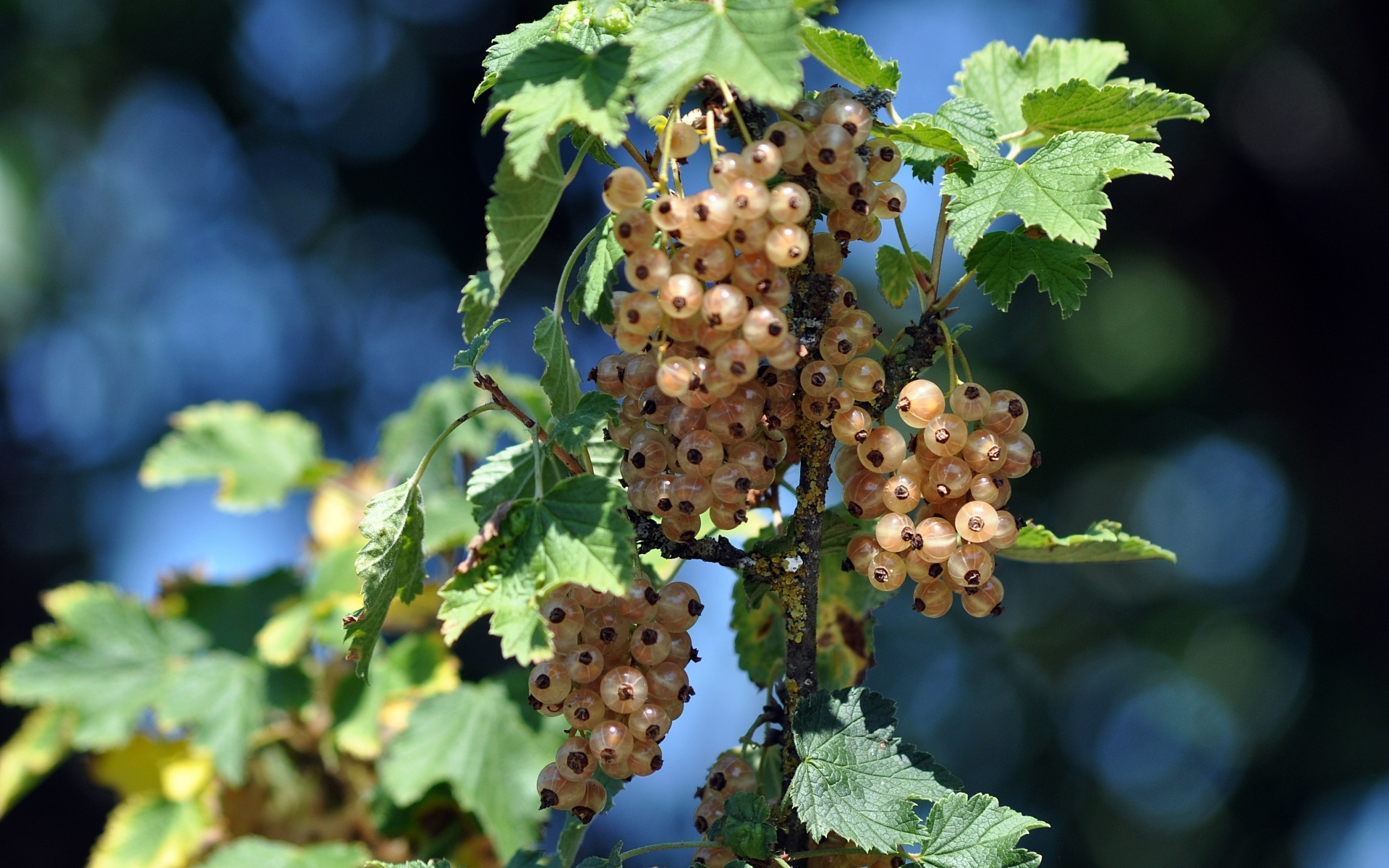 Ягоды белой смородины на ветке