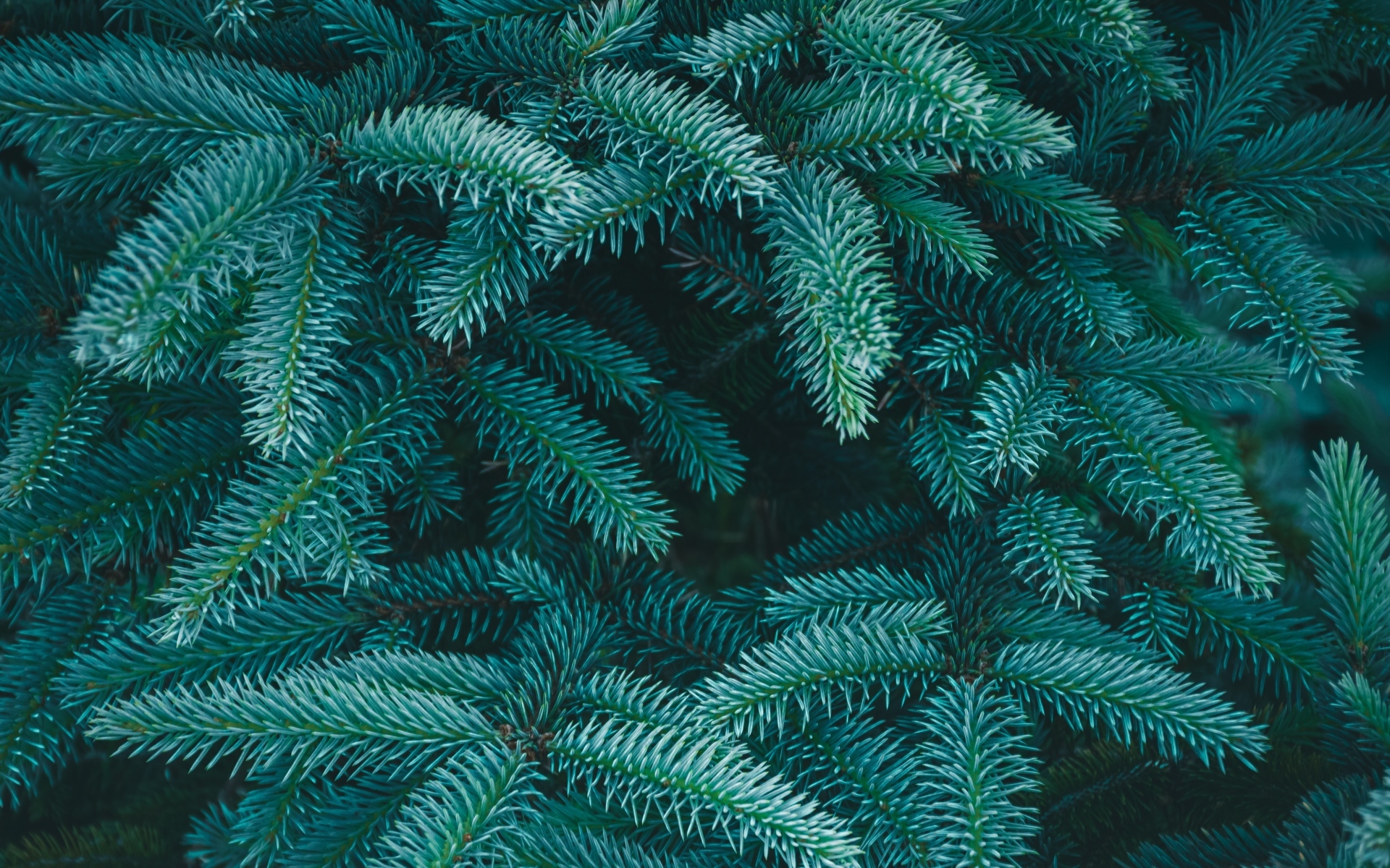 Зеленые колючие ветки ели крупным планом