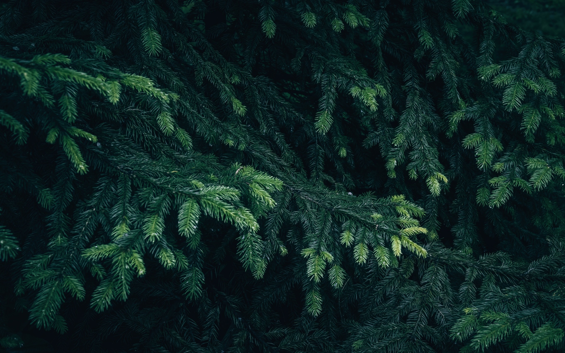 Зеленые еловые ветки крупным планом