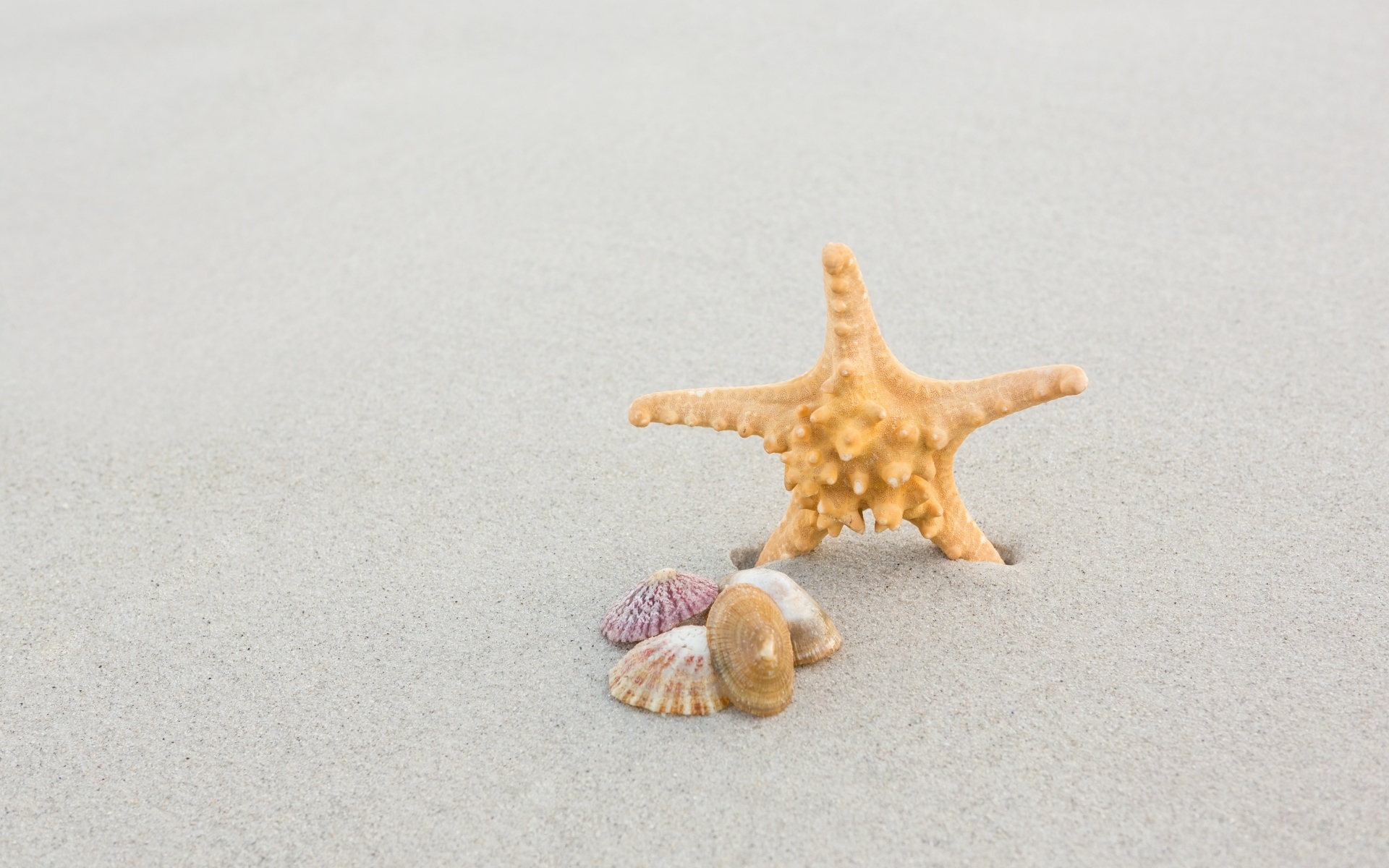 Морская звезда с ракушками на сером песке