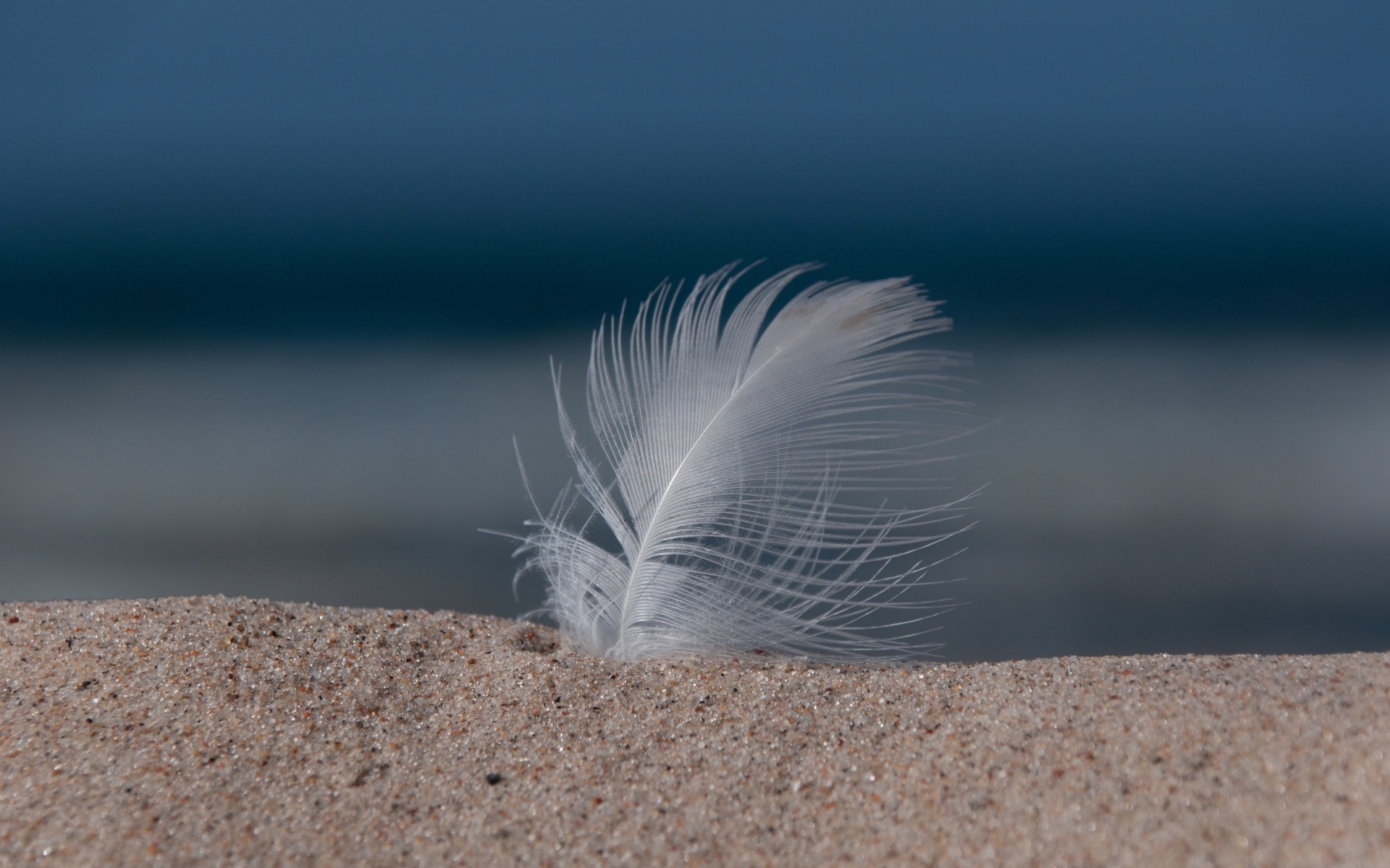 Белое перышко в песке на пляже