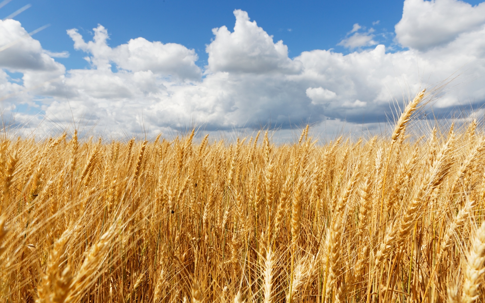 Желтое поле спелой пшеницы на фоне неба с облаками