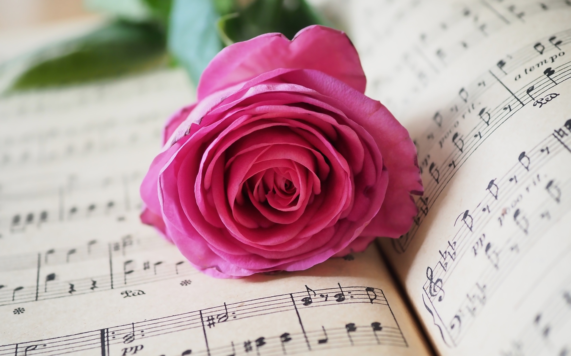 Розовая роза лежит на нотной тетради