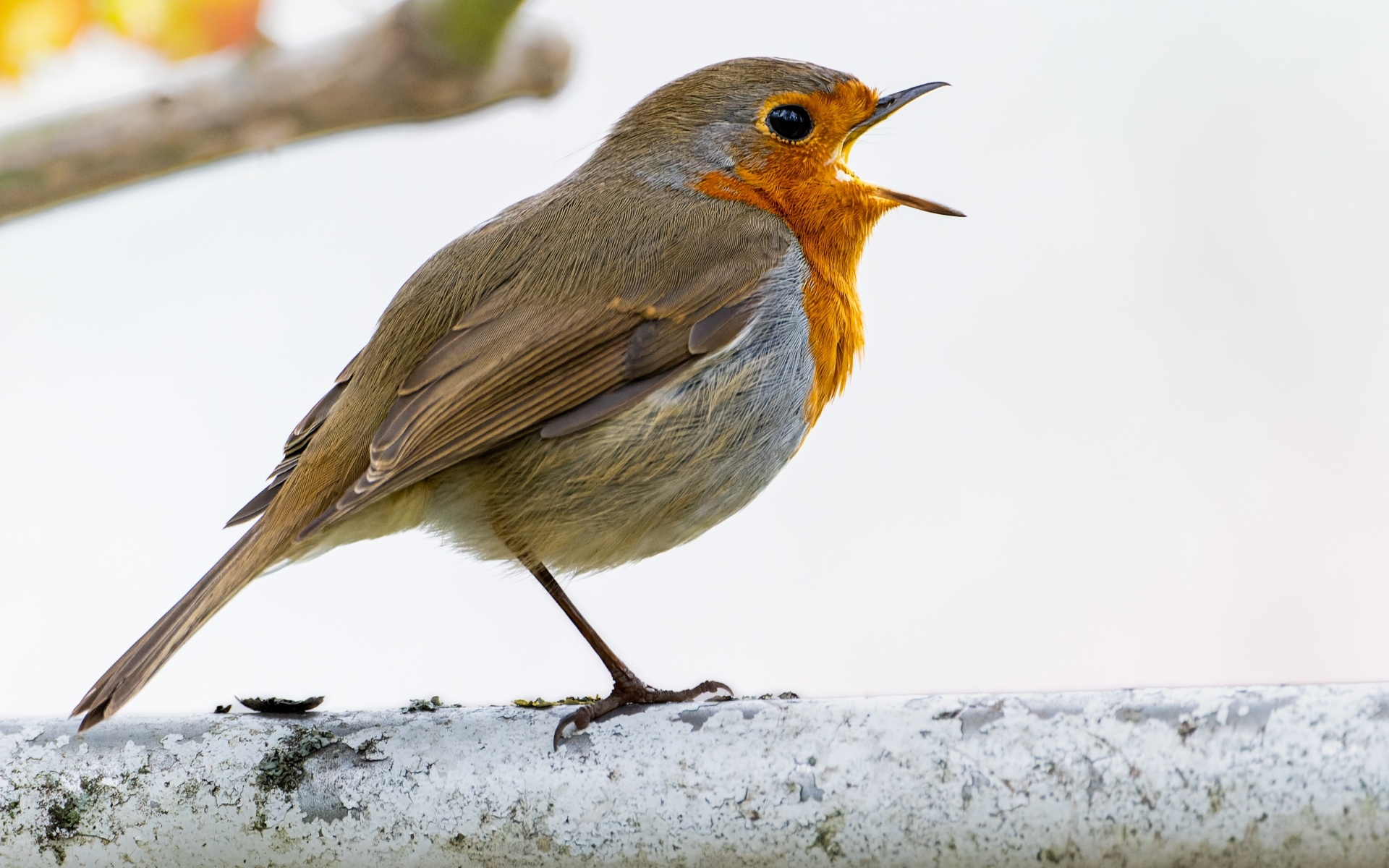 Маленькая европейская малиновка сидит на ветке