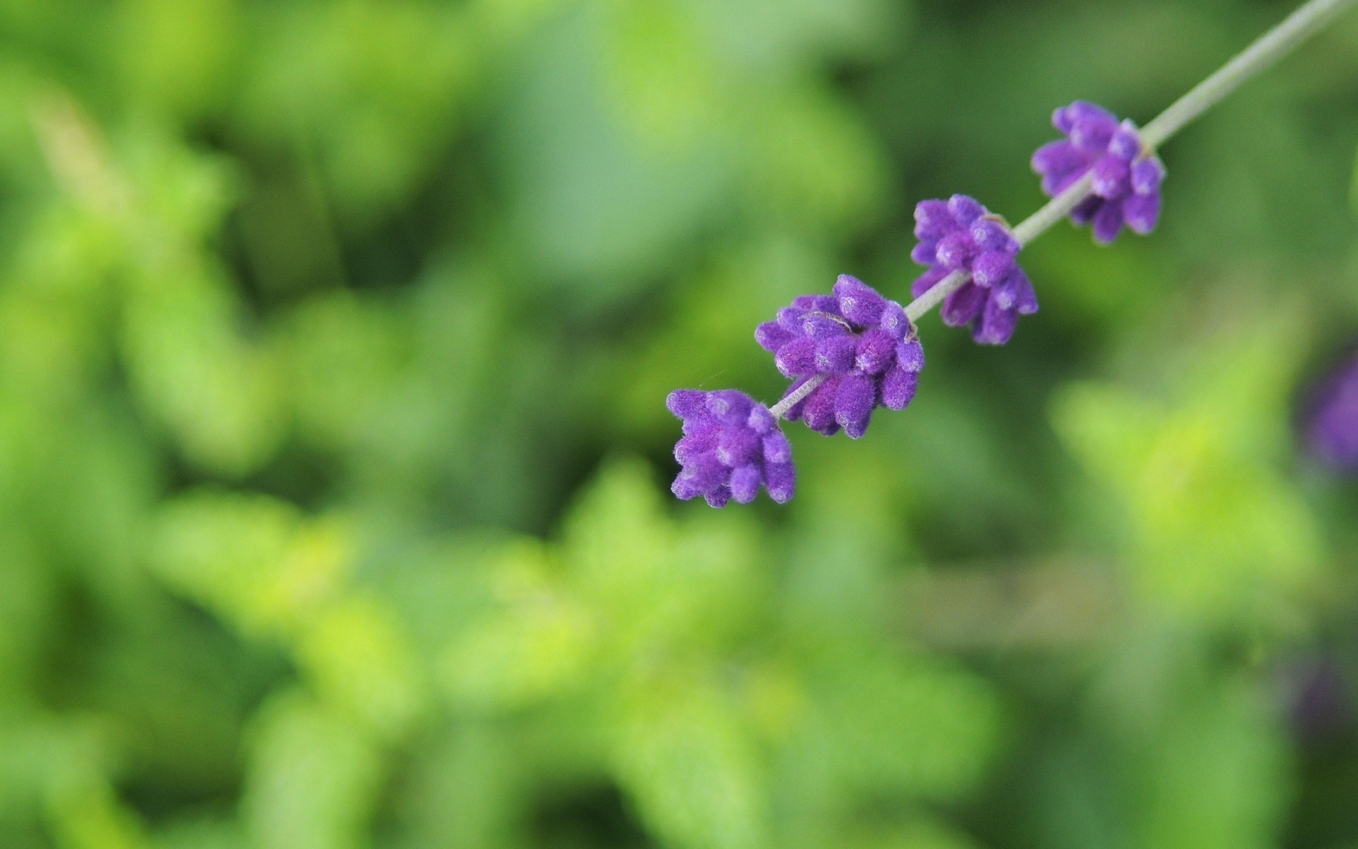 Веточка с фиолетовыми цветами лаванды