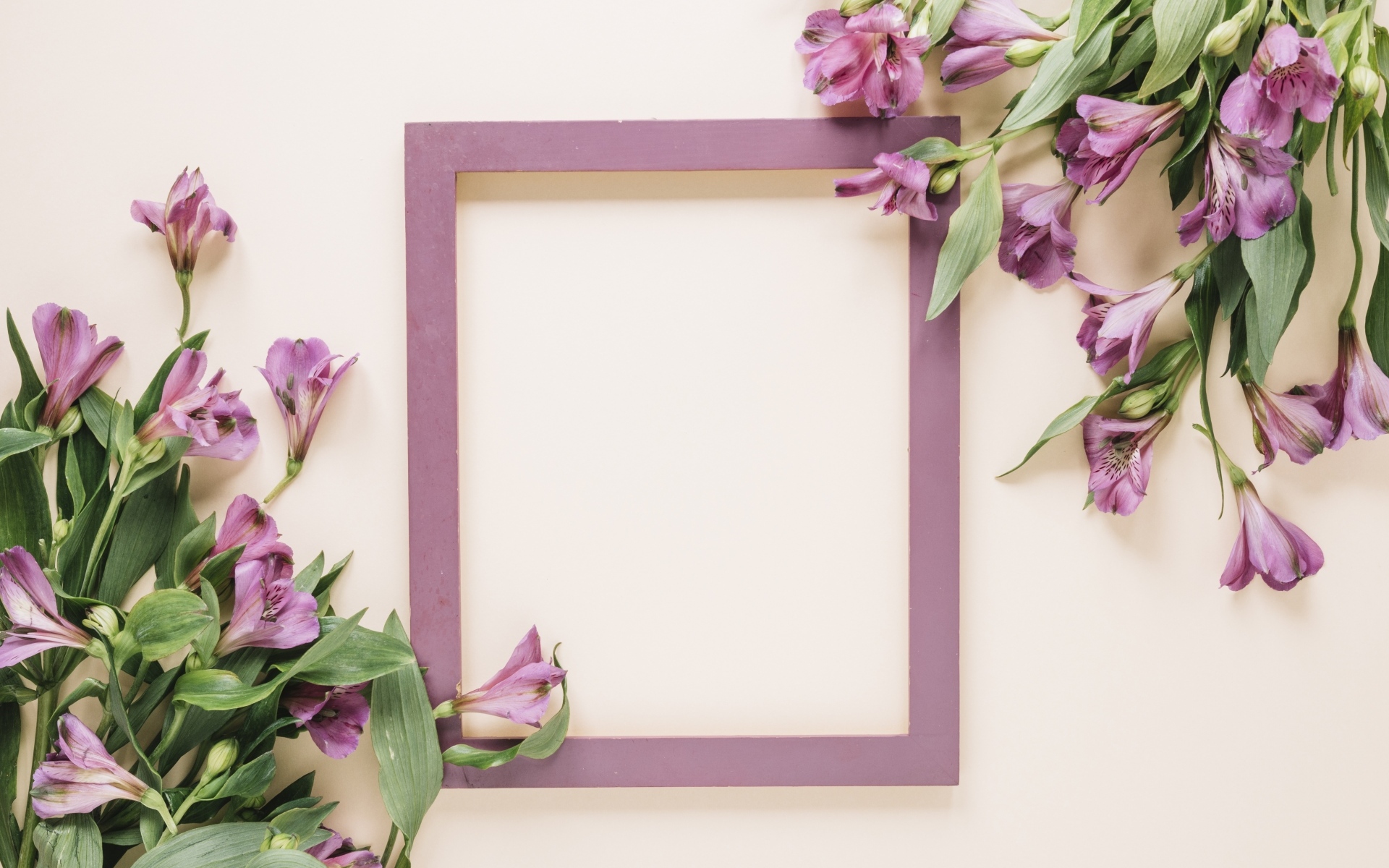 Цветы альстромерии на белом фоне с рамкой