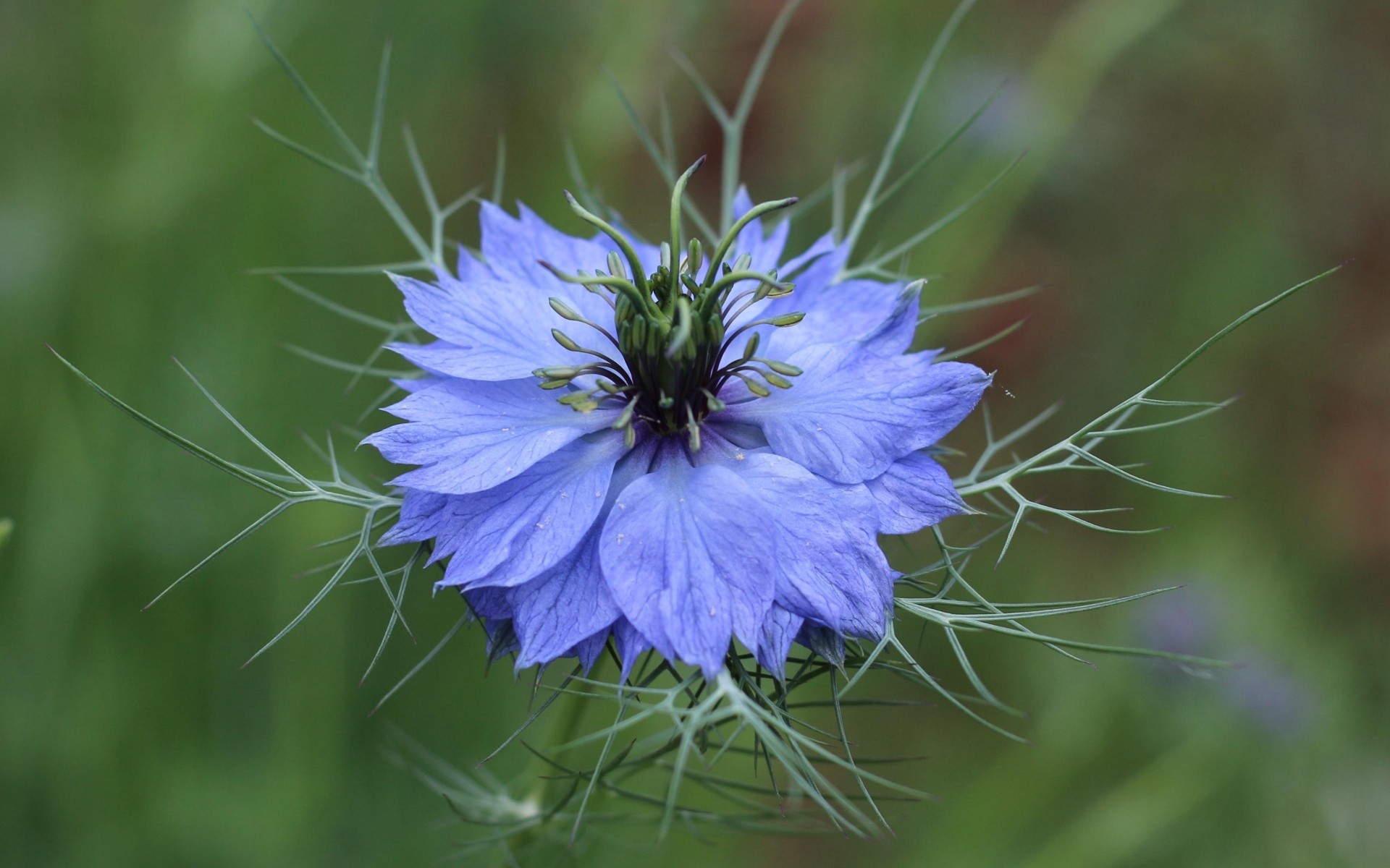 Красивый голубой цветок василек крупным планом