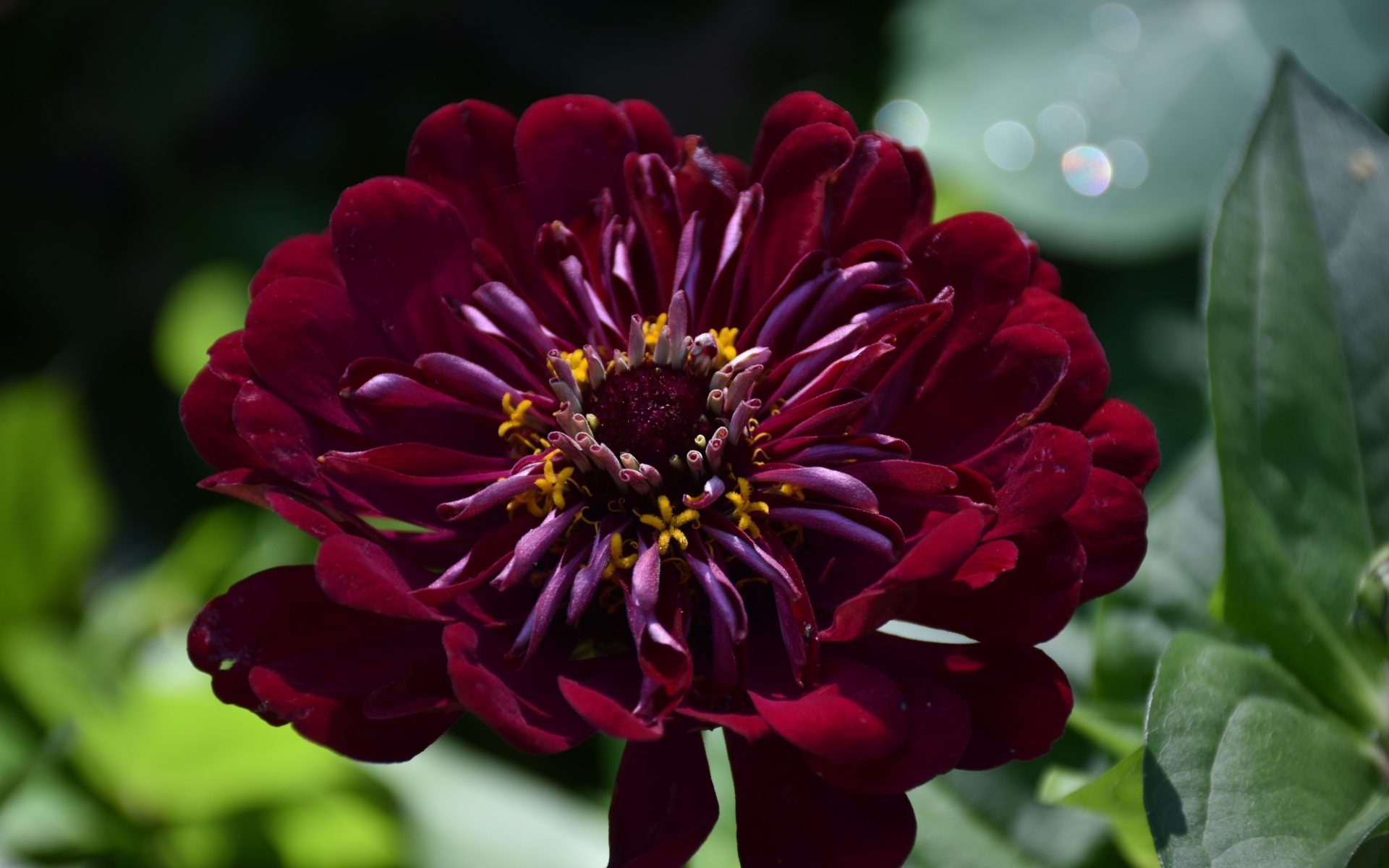 Красивый бордовый цветок циннии