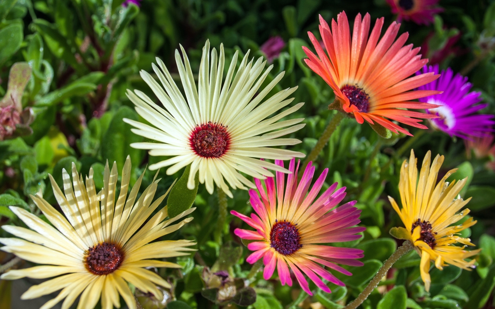 Красивые разноцветные цветы остеоспермум