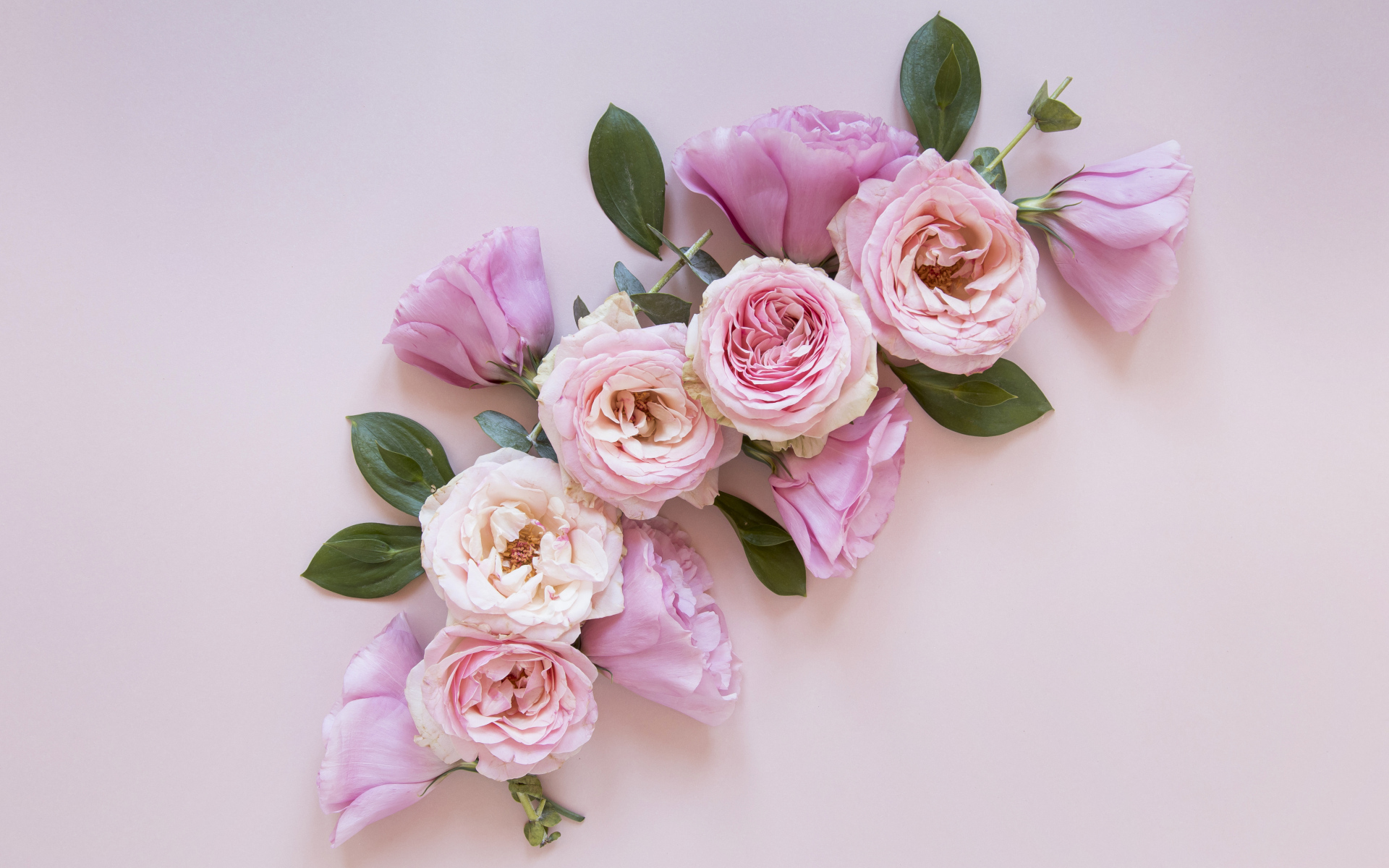 Красивые розовые цветы на сером фоне