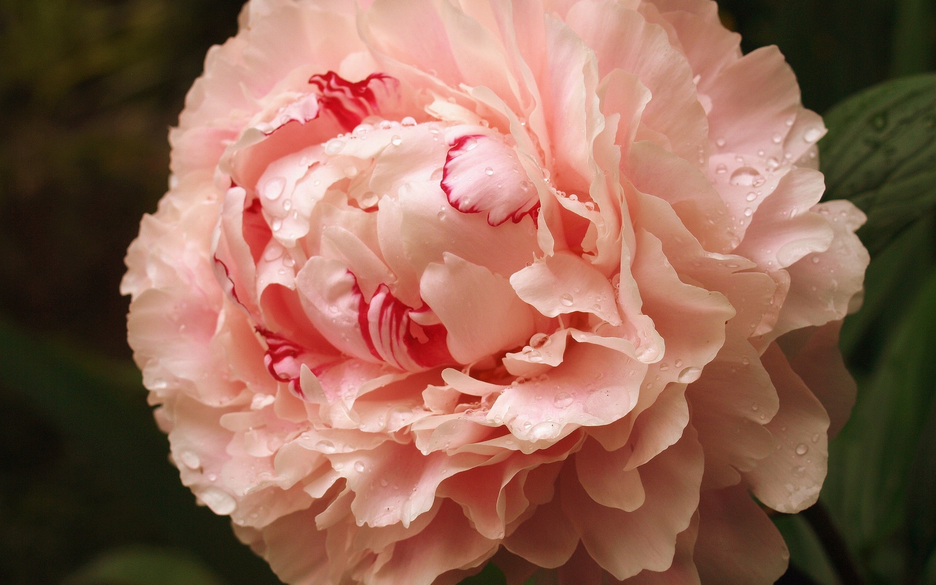 Красивый розовый пион в каплях росы