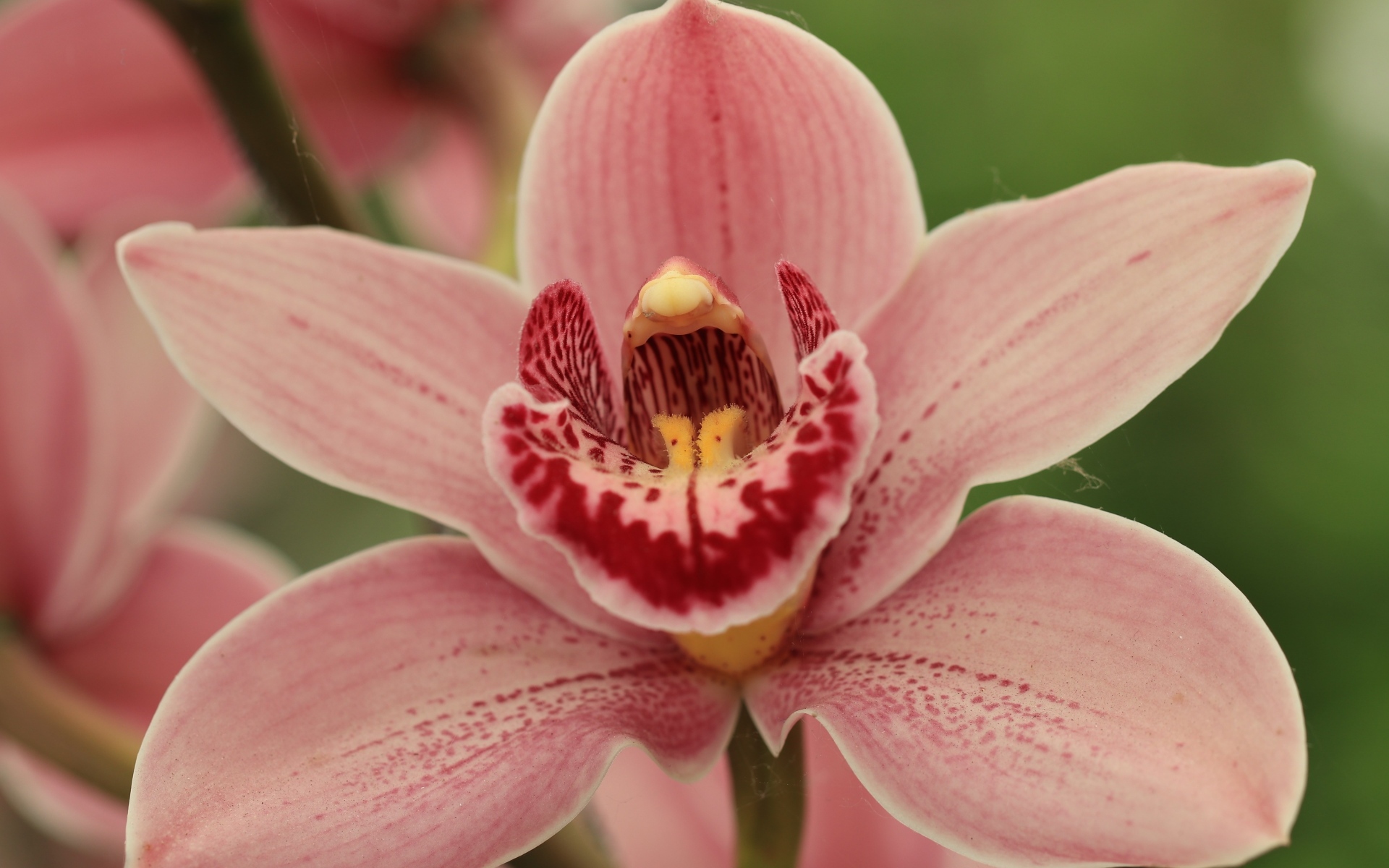 Красивая розовая орхидея фаленопсис крупным планом