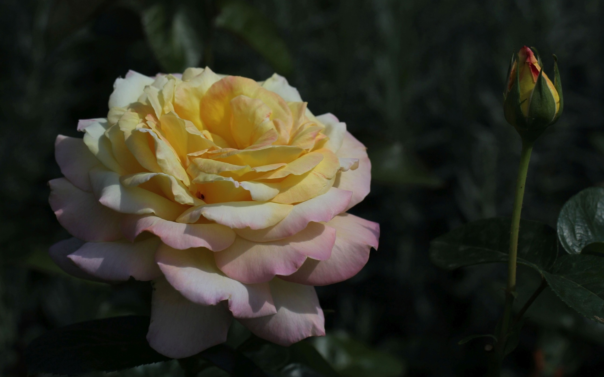 Красивая роза сорт Глория Дэй с бутоном