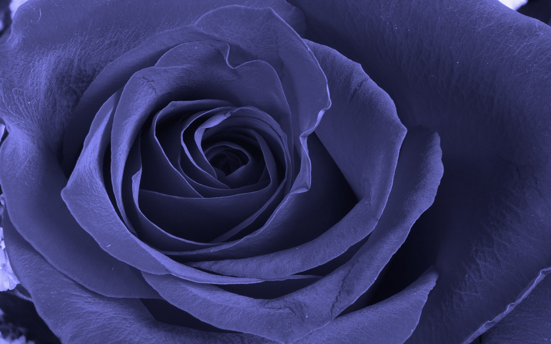 Большая синяя роза крупным планом