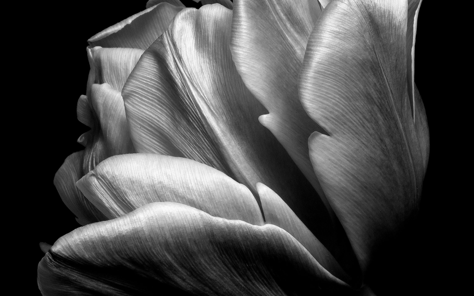 Черно-белое фото тюльпана