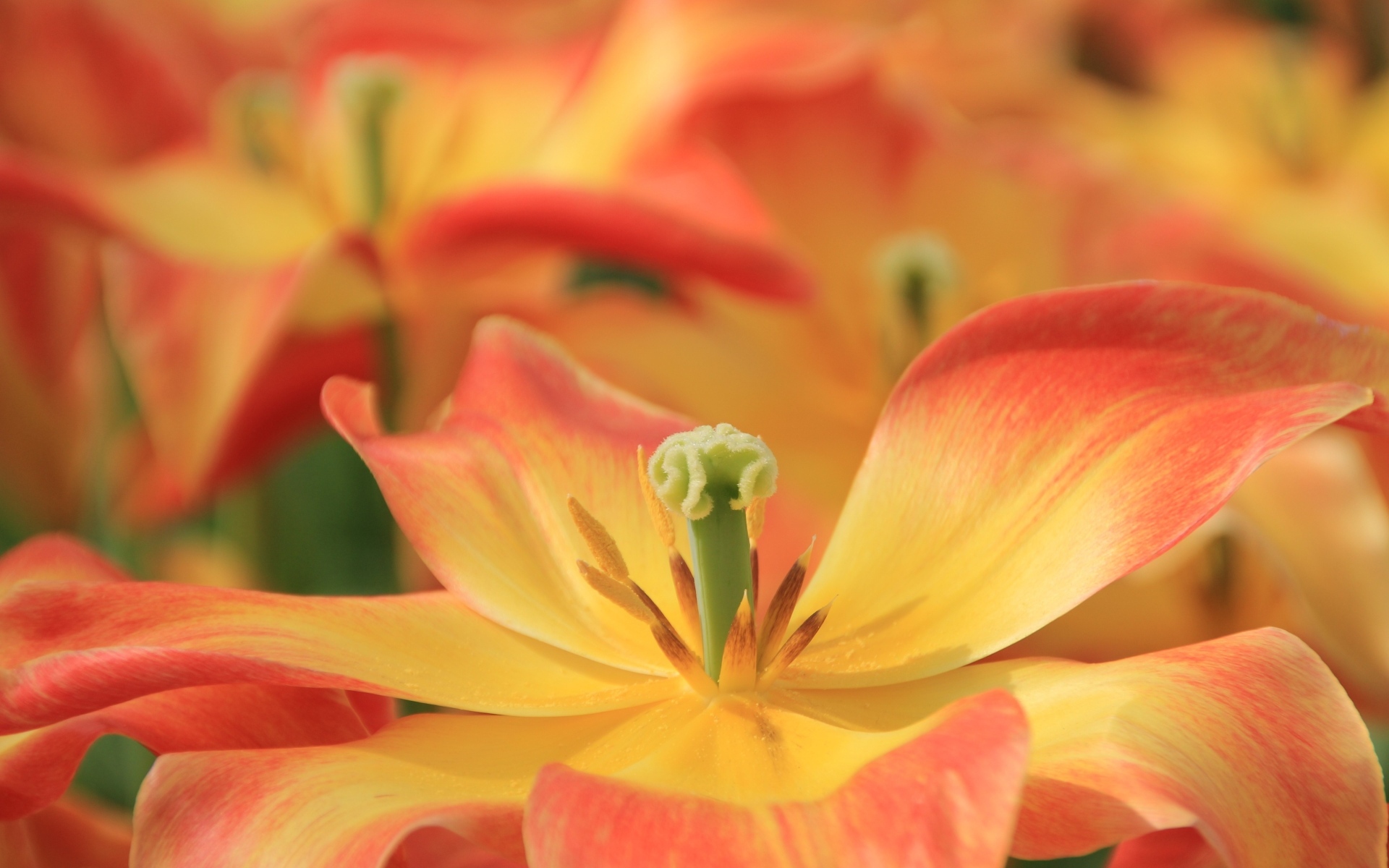 Распустившийся цветок тюльпана 