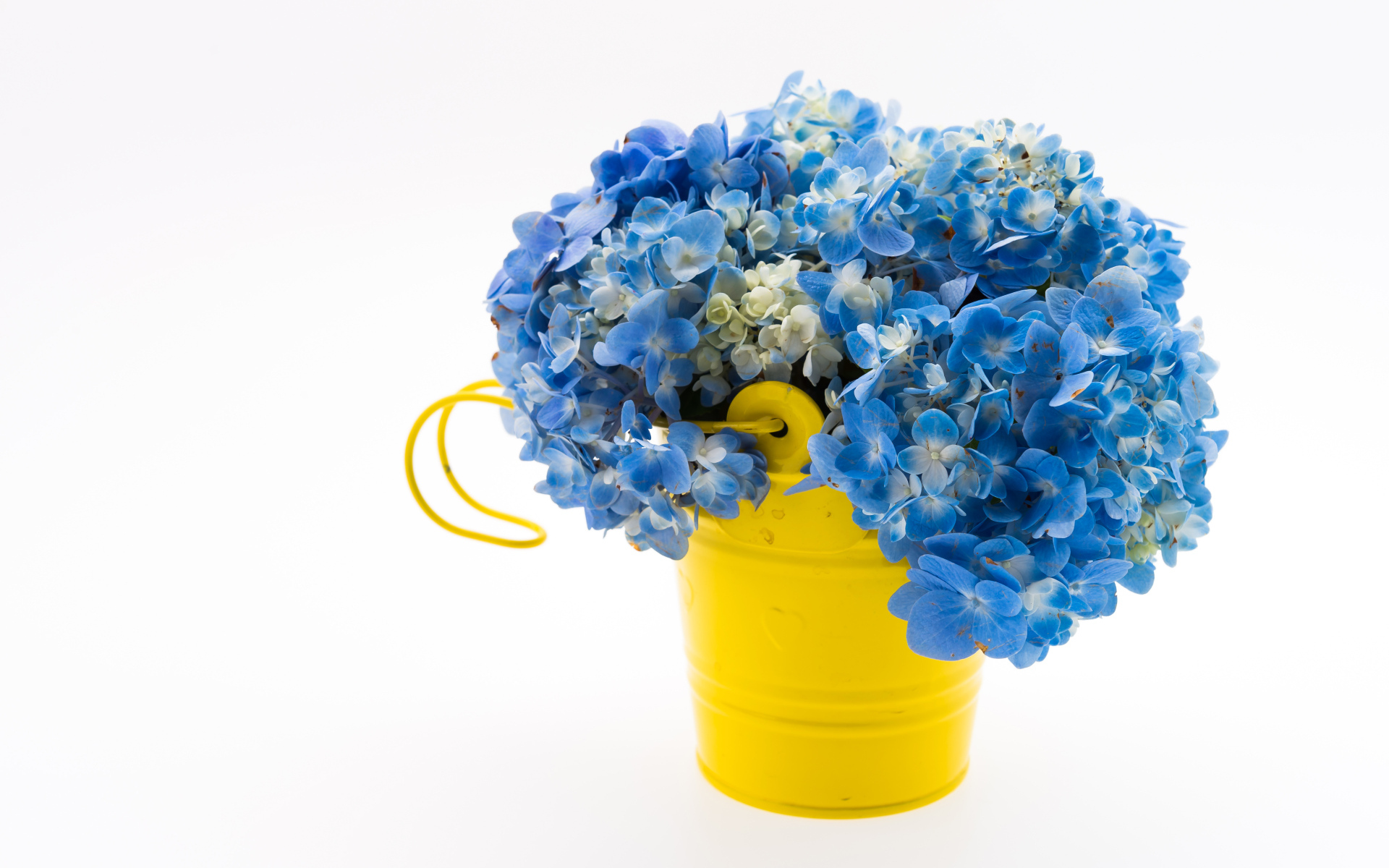 Голубые цветы гортензии в желтом ведре на белом фоне