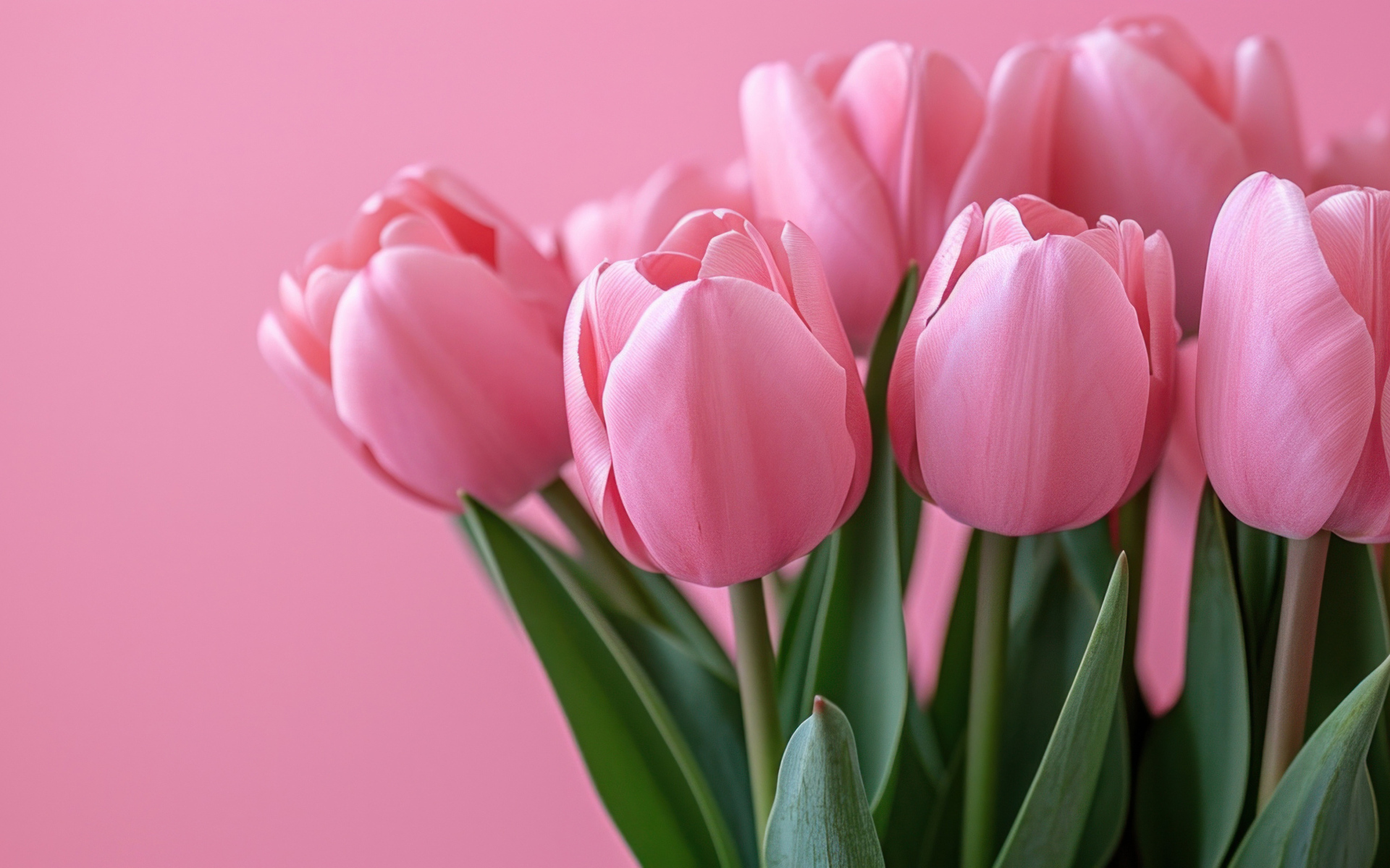 Букет розовых тюльпанов на розовом фоне
