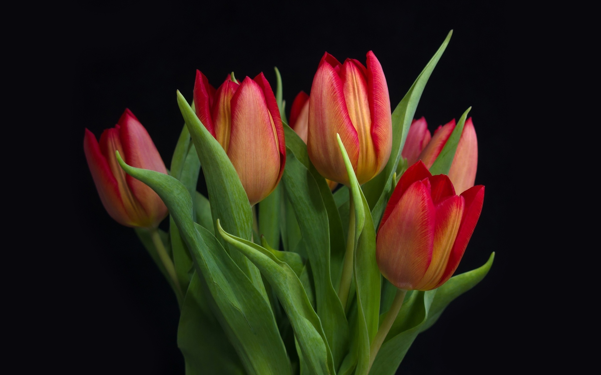 Bouquet of red spring tulips on a black background