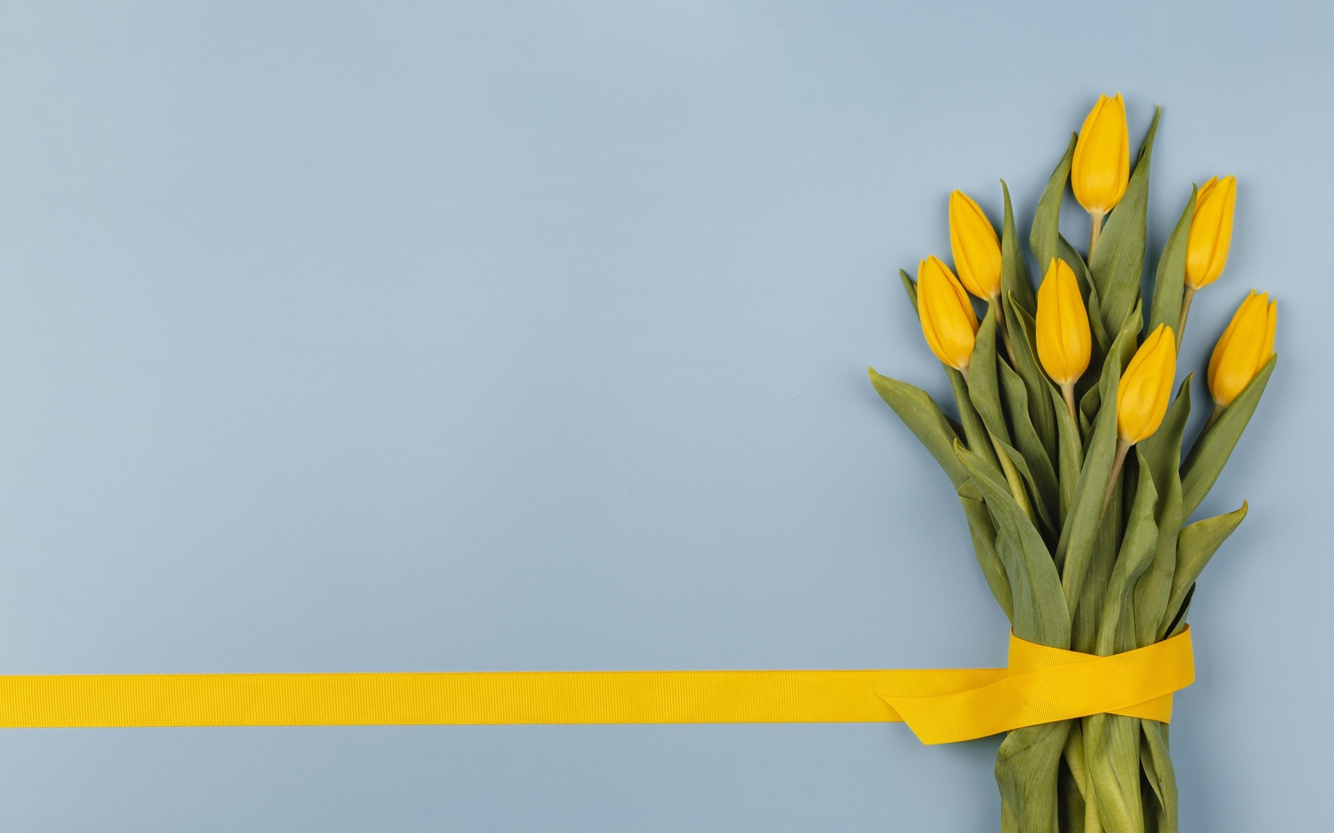 Букет желтых тюльпанов в желтой лентой на голубом фоне