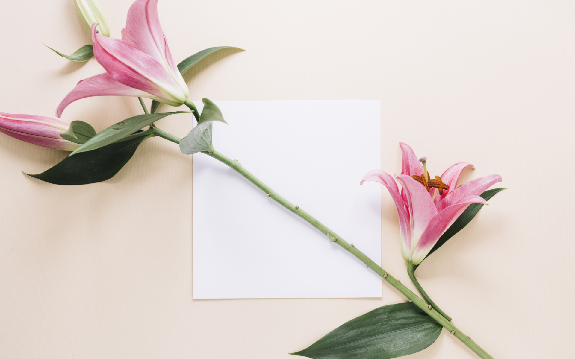 Ветка розовых лилий с листом бумаги на розовом фоне