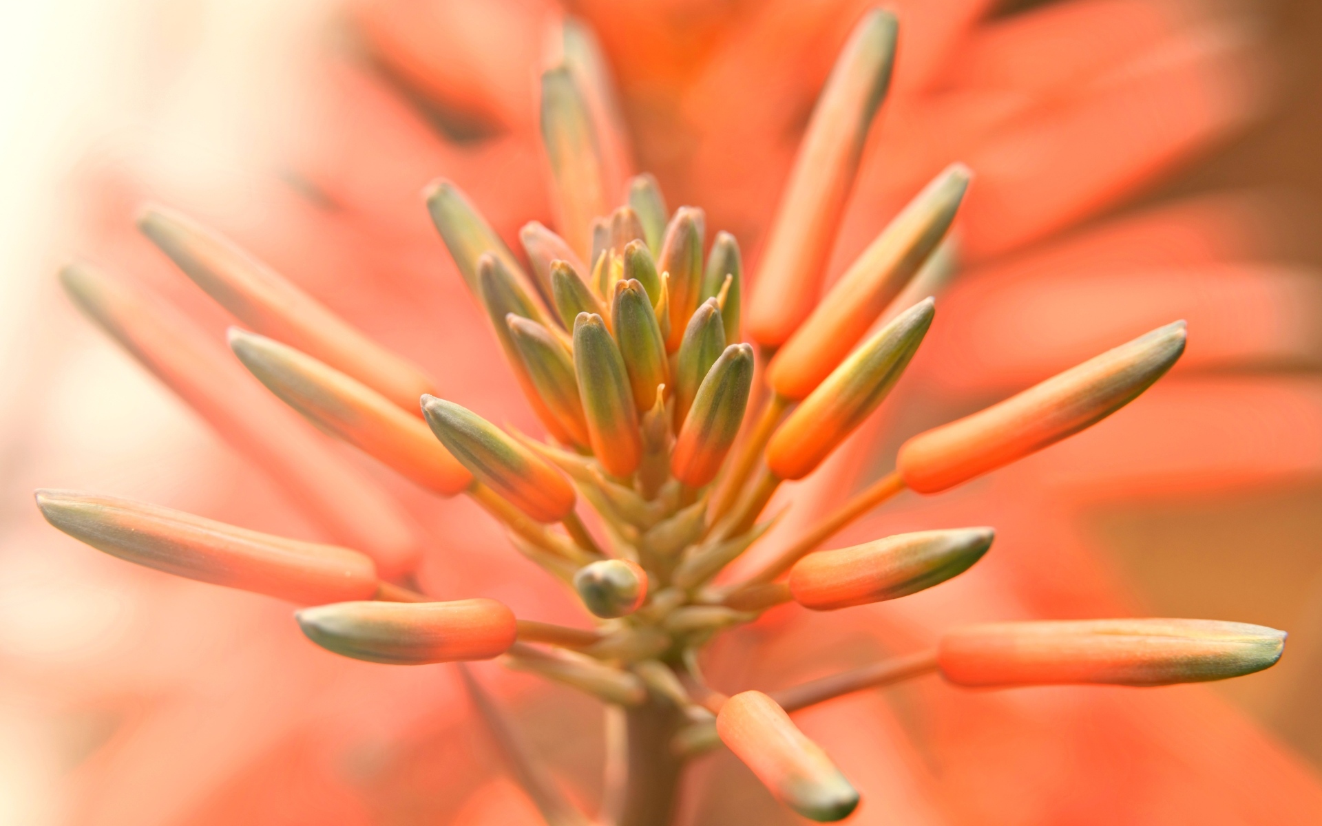 Бутоны оранжевого комнатного цветка лилии