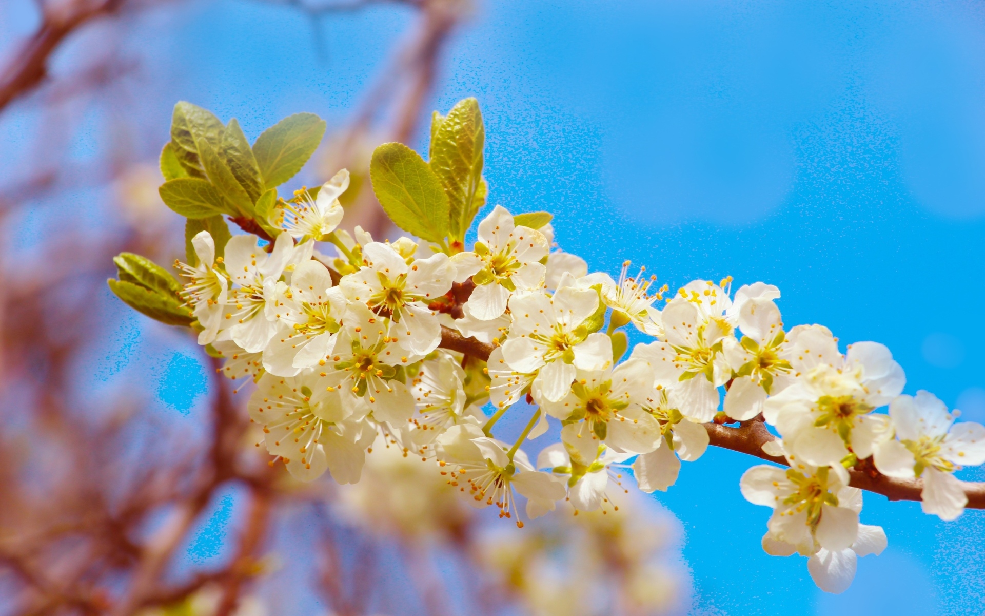 Ветка черешни с крупными цветами на фоне неба