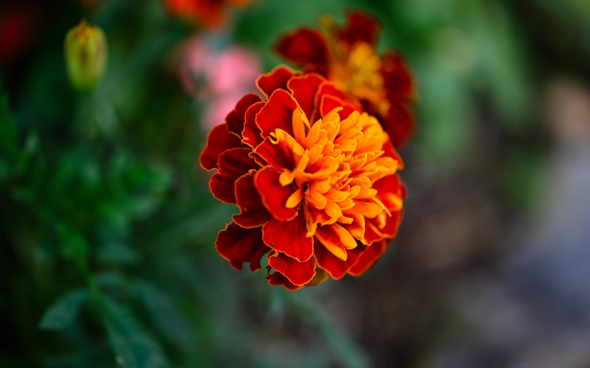 Цветок садового бархатца крупным планом