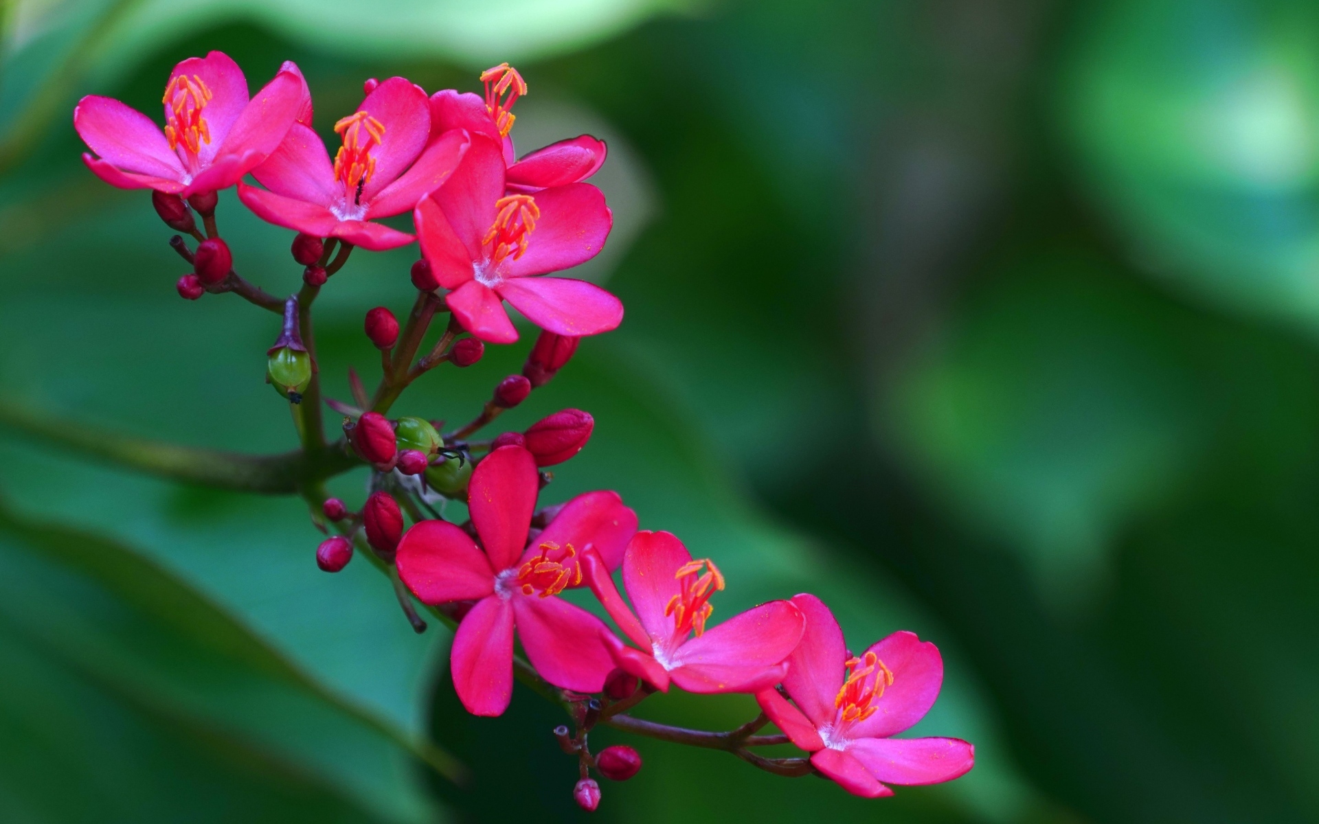 Милые розовые цветы перегринас крупным планом