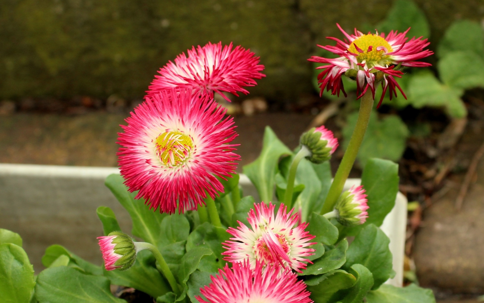 Нежные розовые маргаритки крупным планом