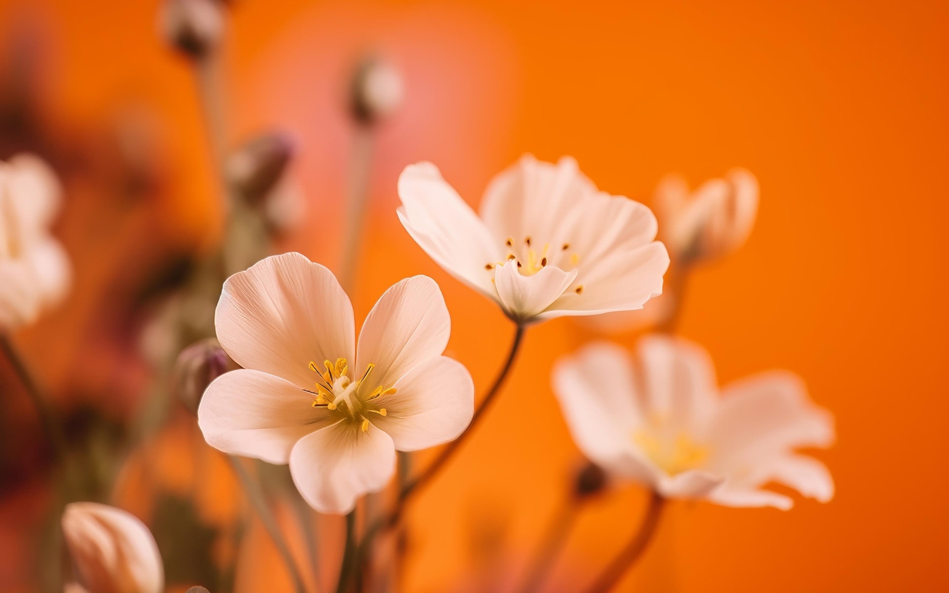 Нежные белые маленькие цветы на оранжевом фоне