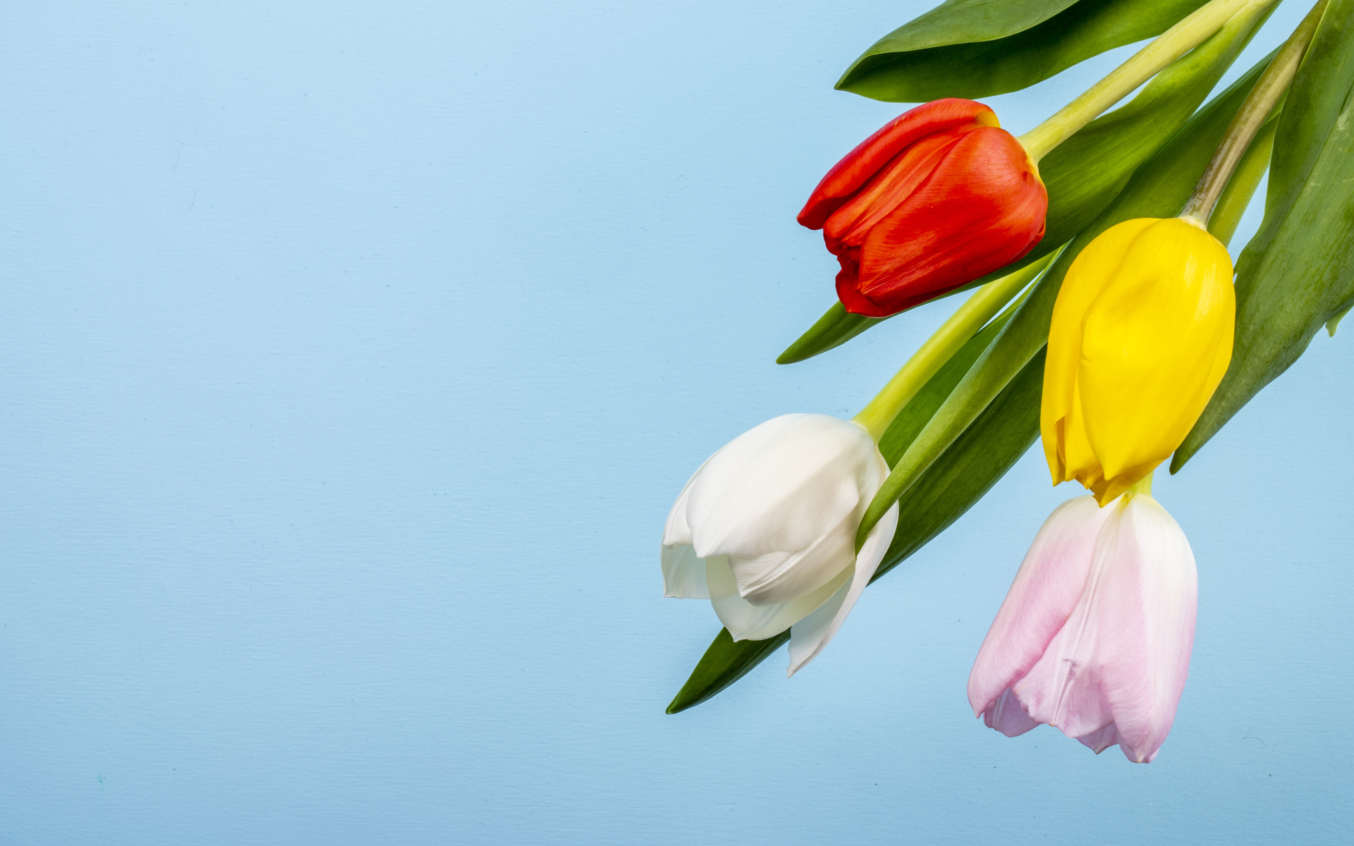 Четыре тюльпана на голубом фоне