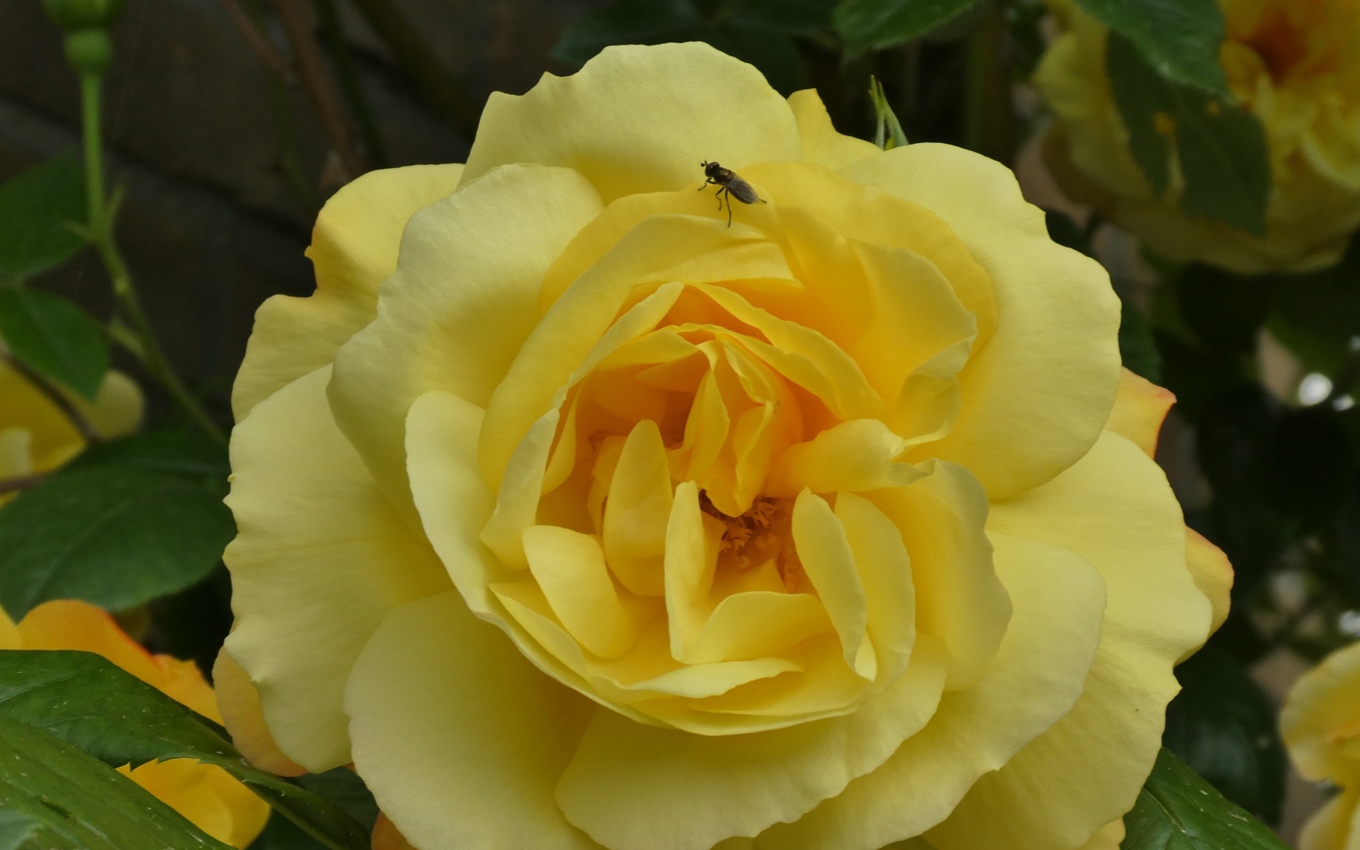 Ароматная садовая желтая роза с мухой