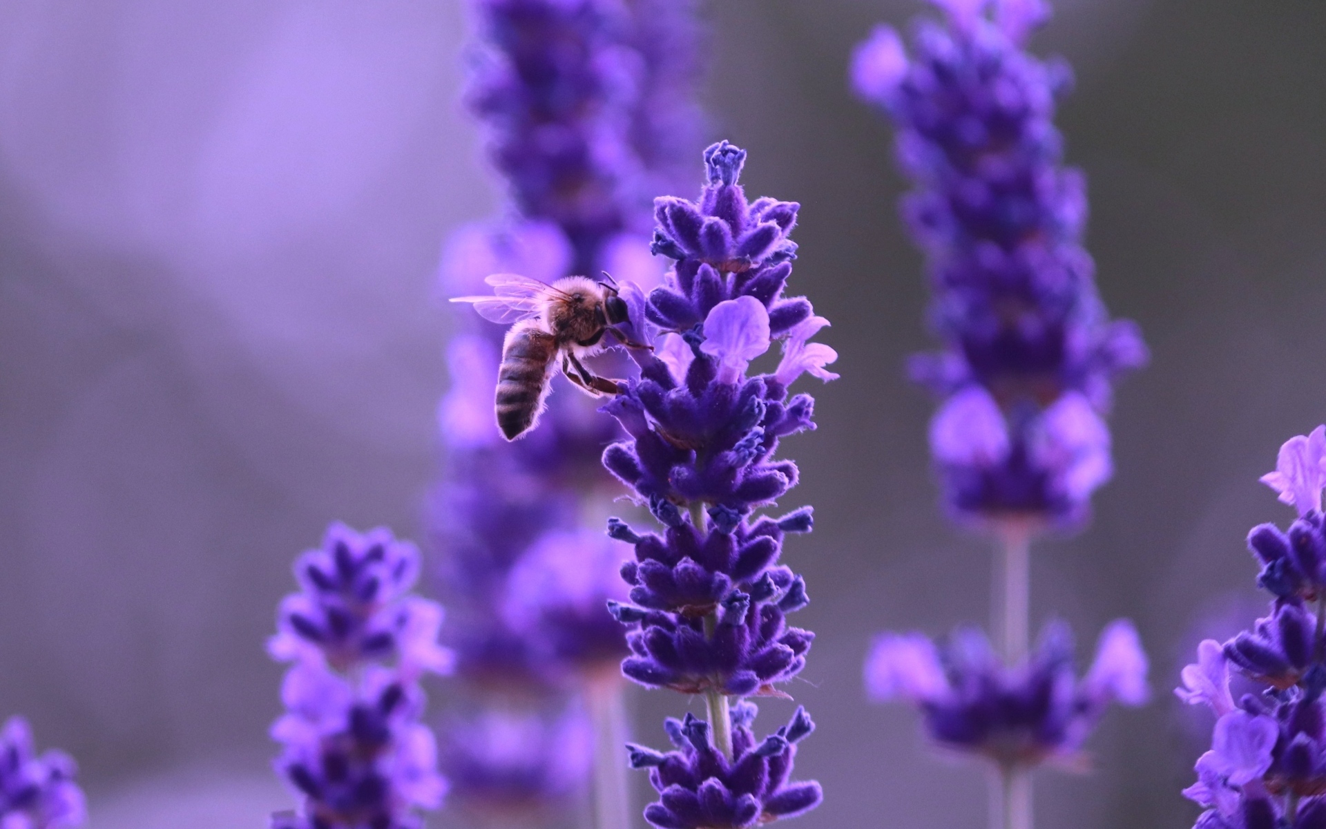 Ароматные фиолетовые цветы полевой лаванды