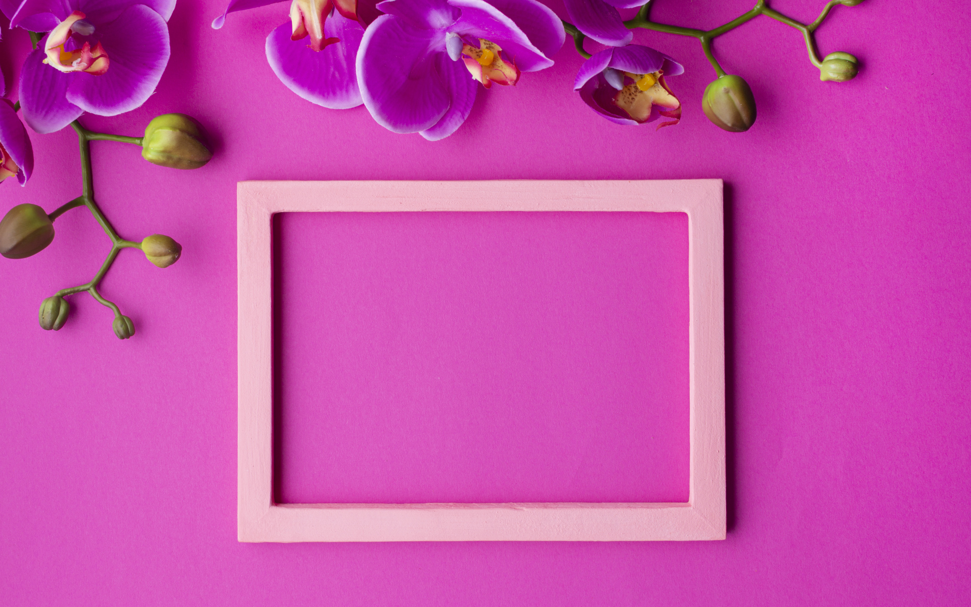 Рамка на розовом фоне с цветами орхидеи, шаблон для открытки