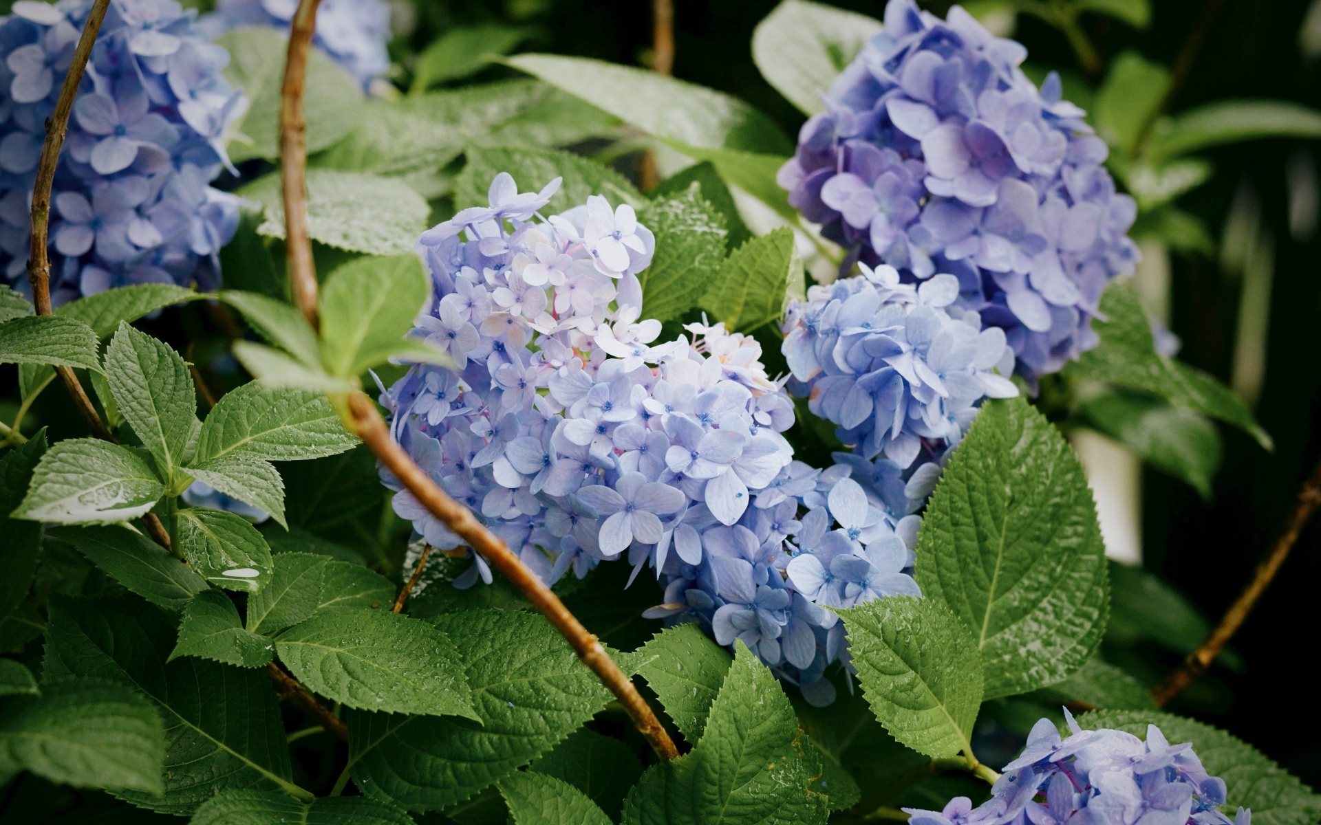 Садовая гортензия в зеленых листьях