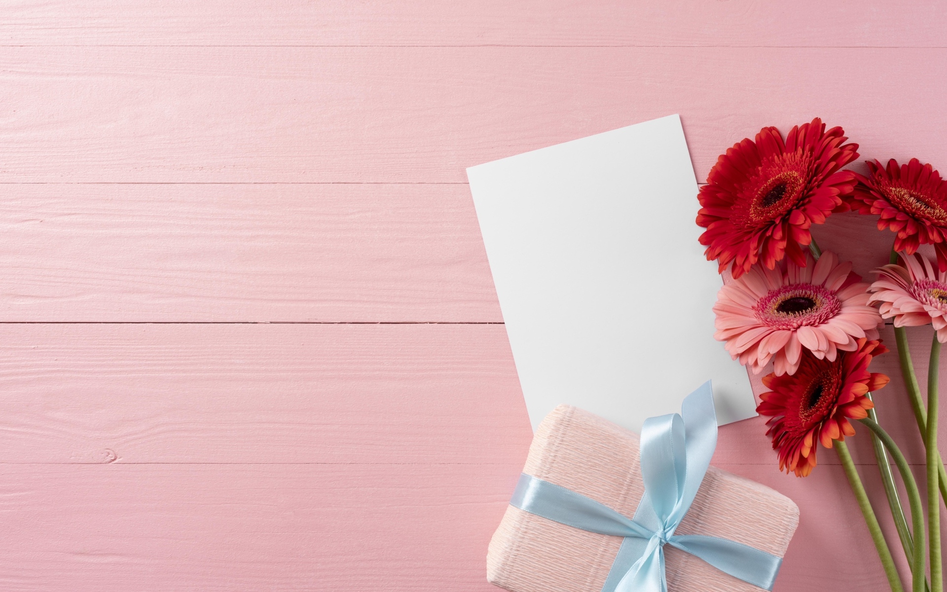 Герберы с листом бумаги и подарком на розовом фоне, шаблон поздравительной открытки 