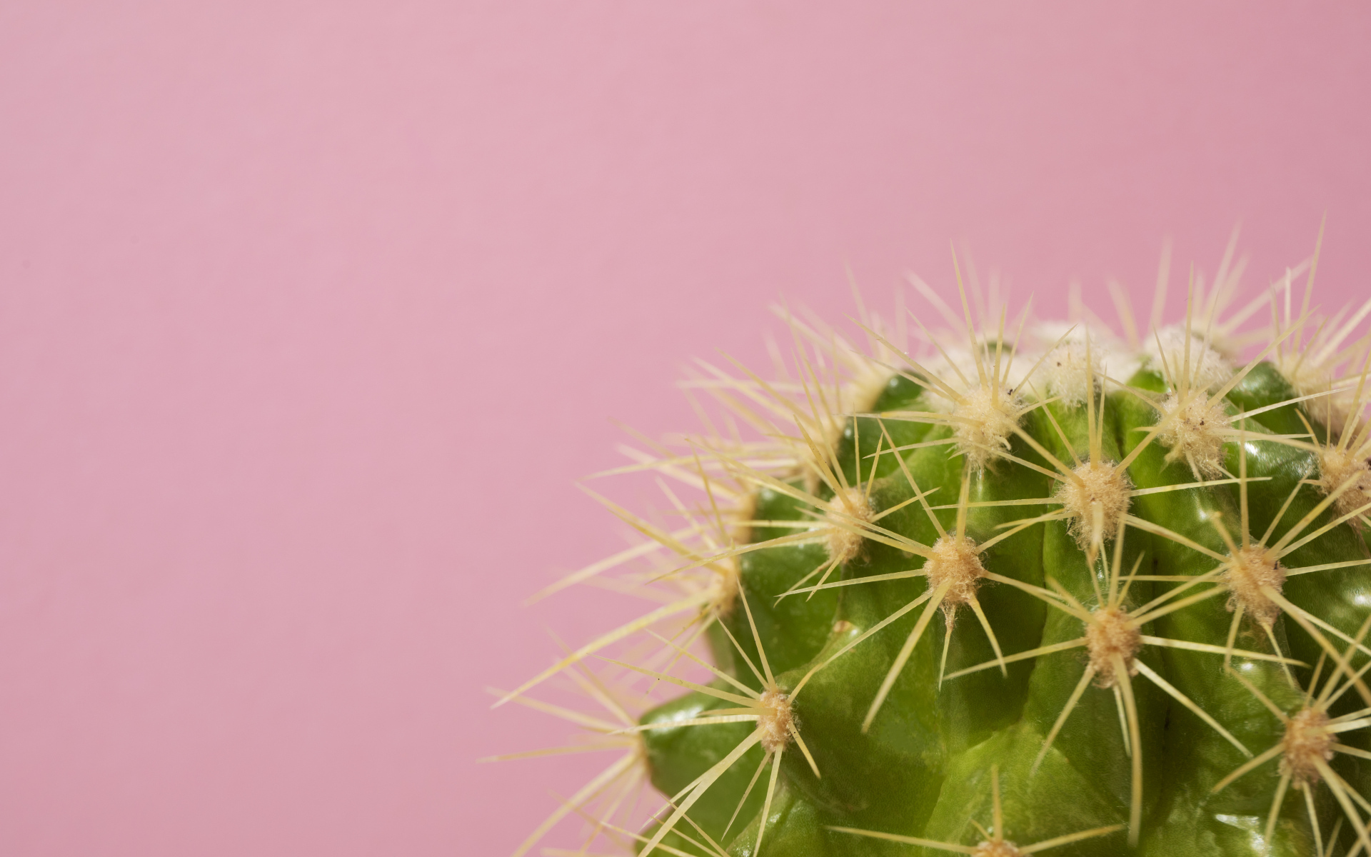 Зеленый колючий кактус на розовом фоне