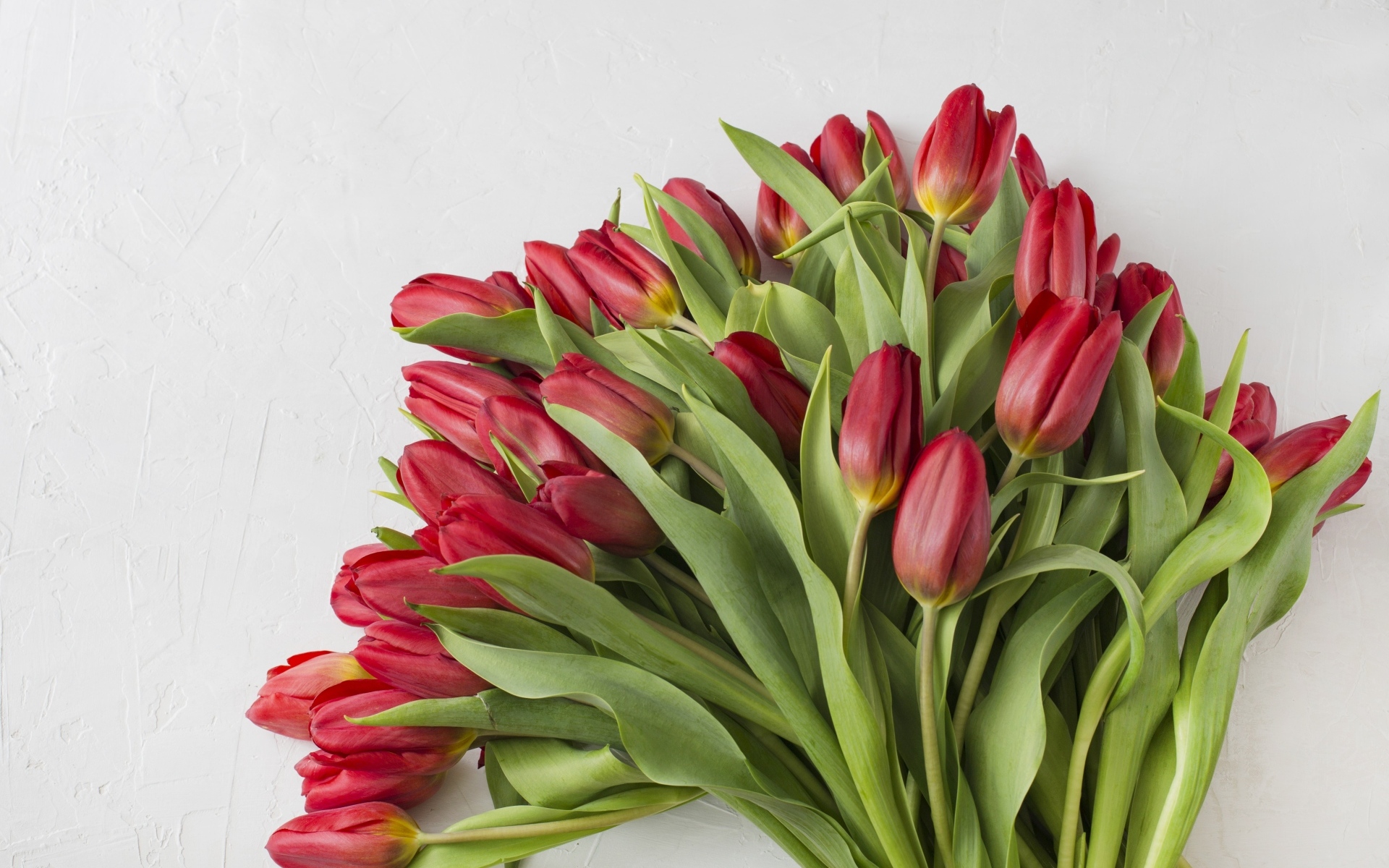 Большой букет свежих красных тюльпанов на сером фоне