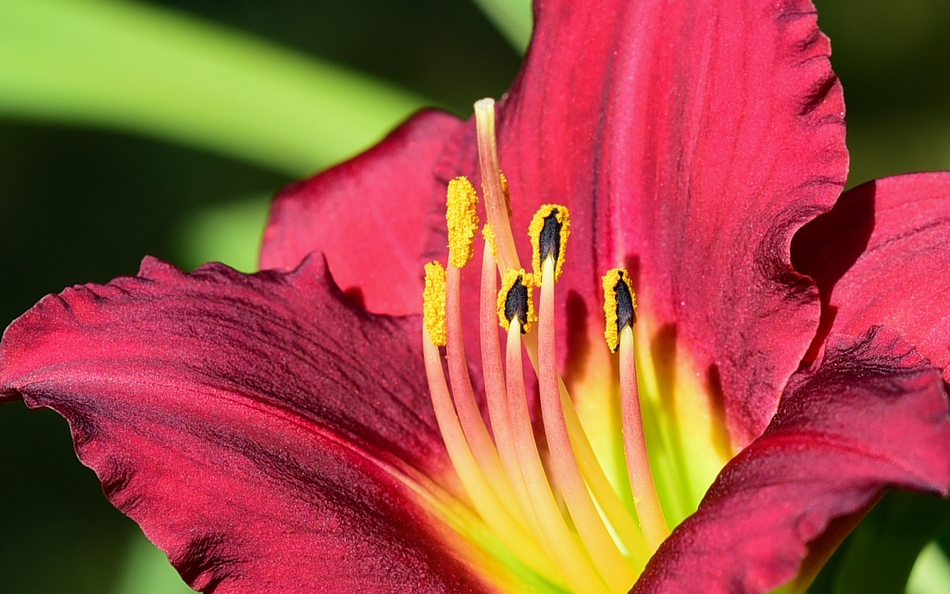 Большие бордовые лепестки лилейника