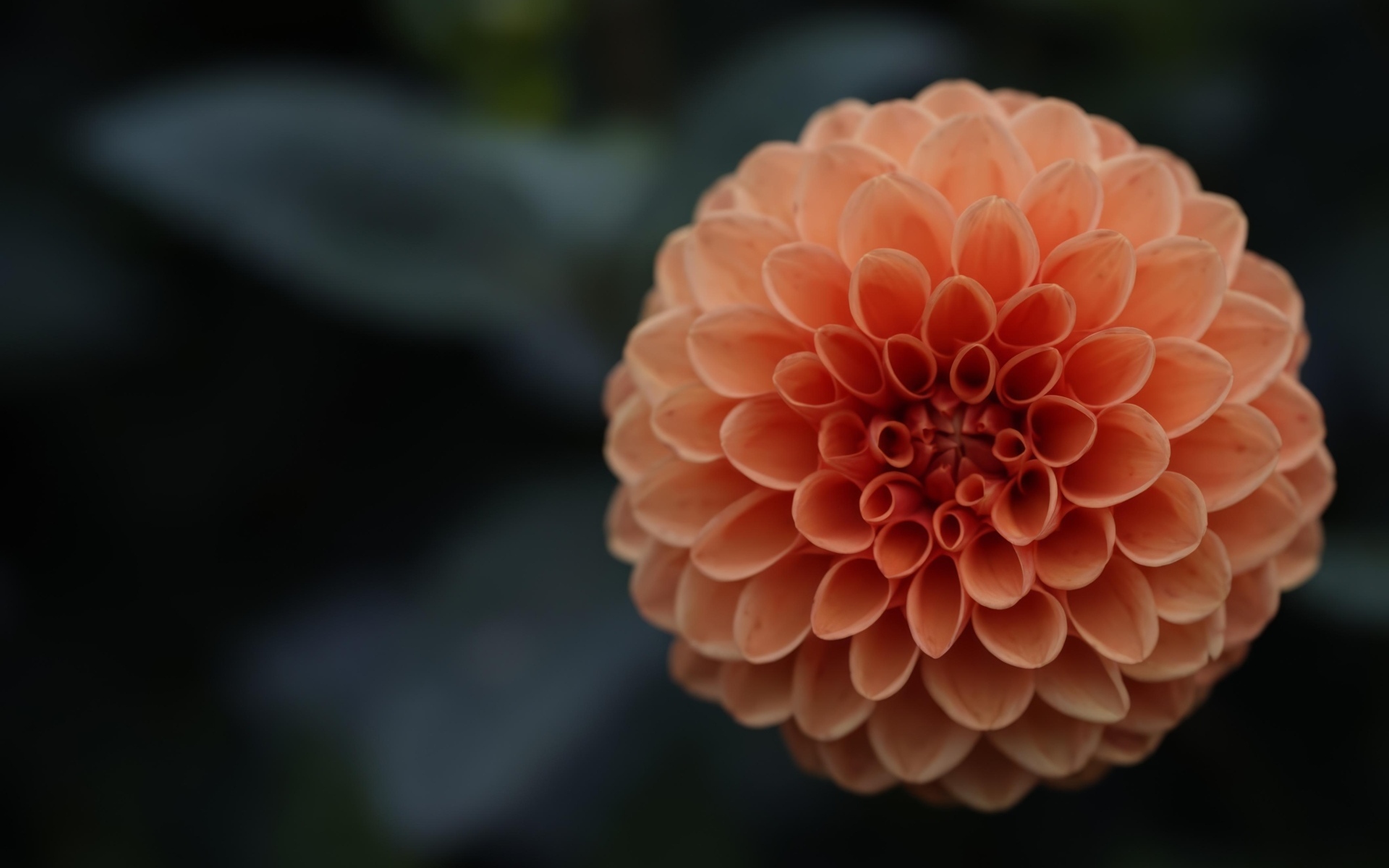 Большой оранжевый цветок георгина крупным планом