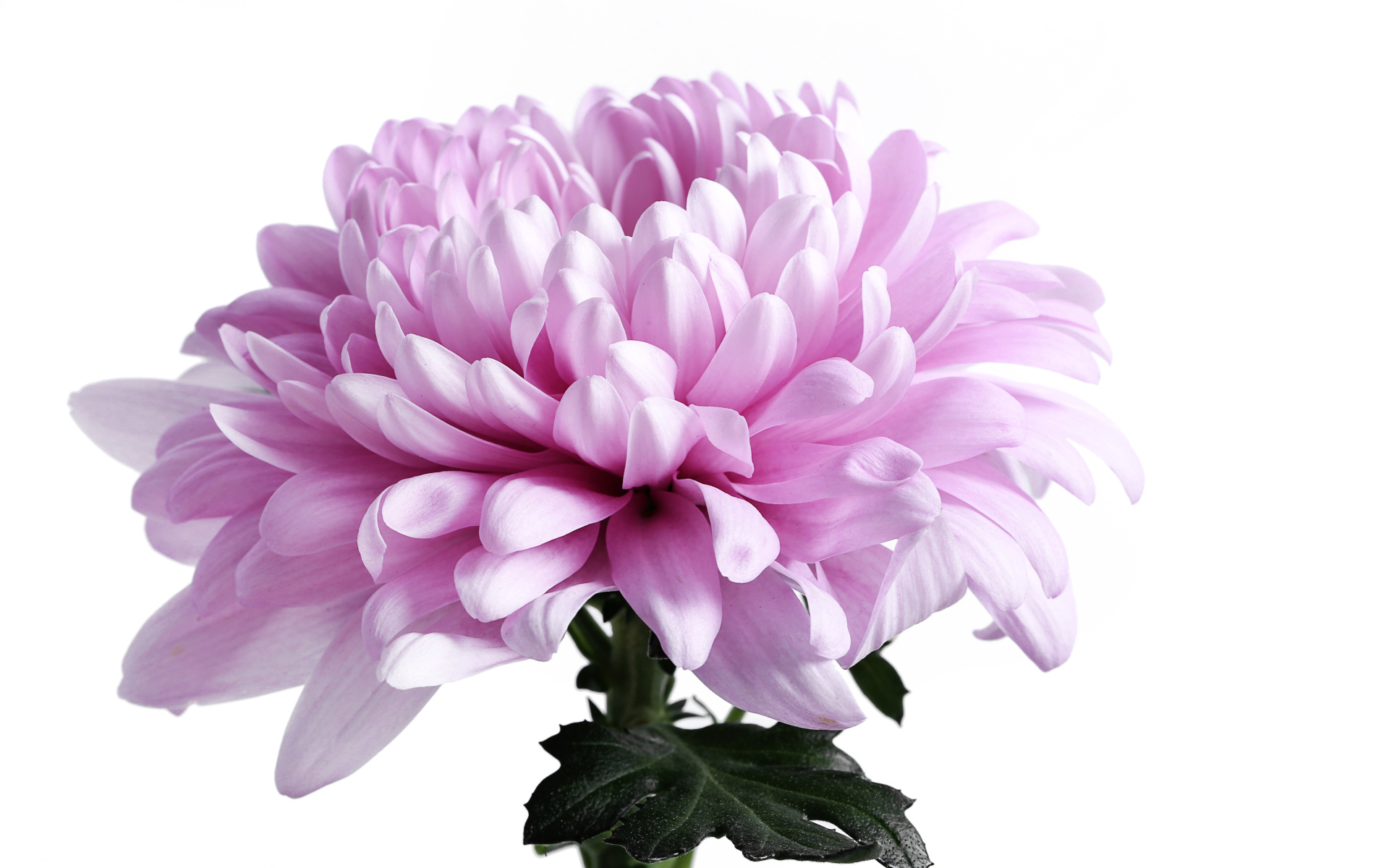 Крупный розовый цветок хризантемы на белом фоне