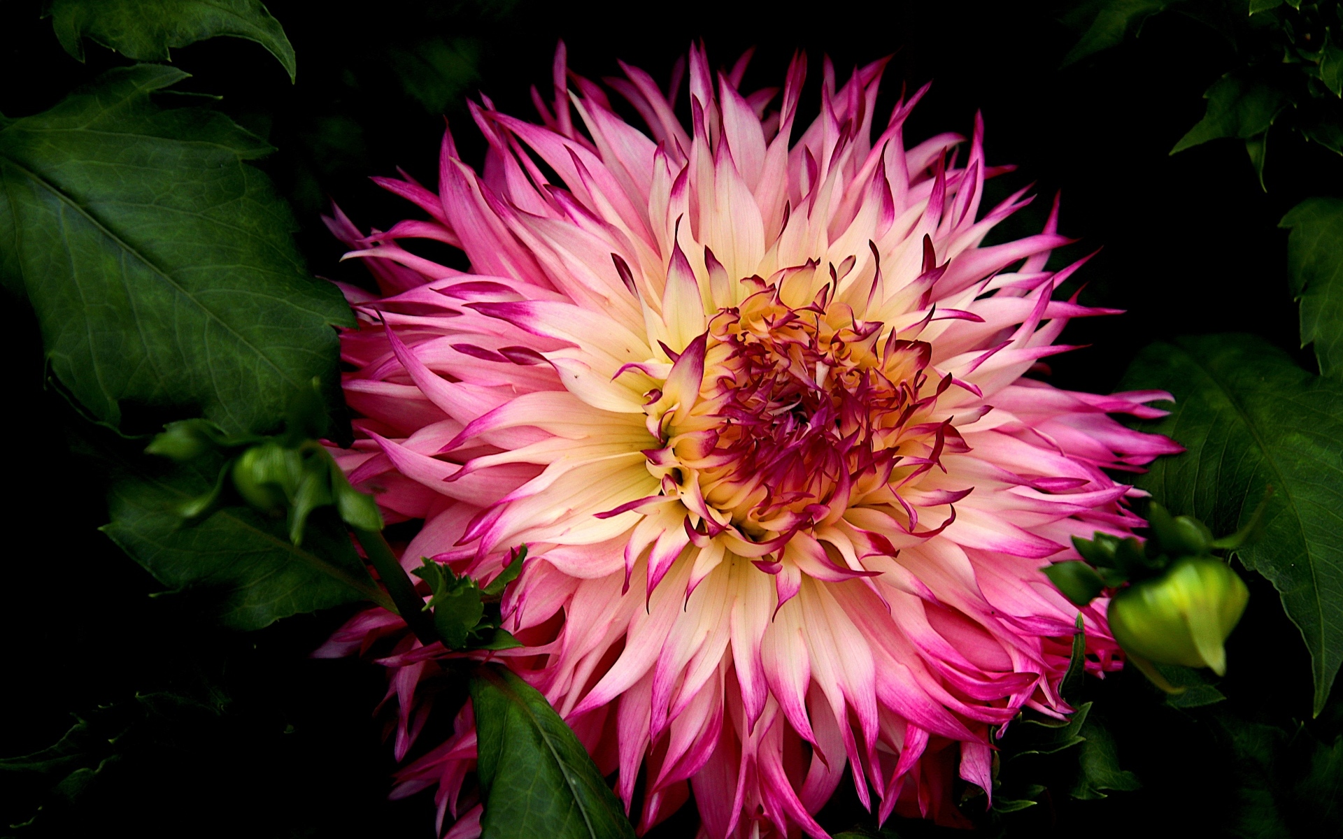 Крупная розовая георгина на клумбе